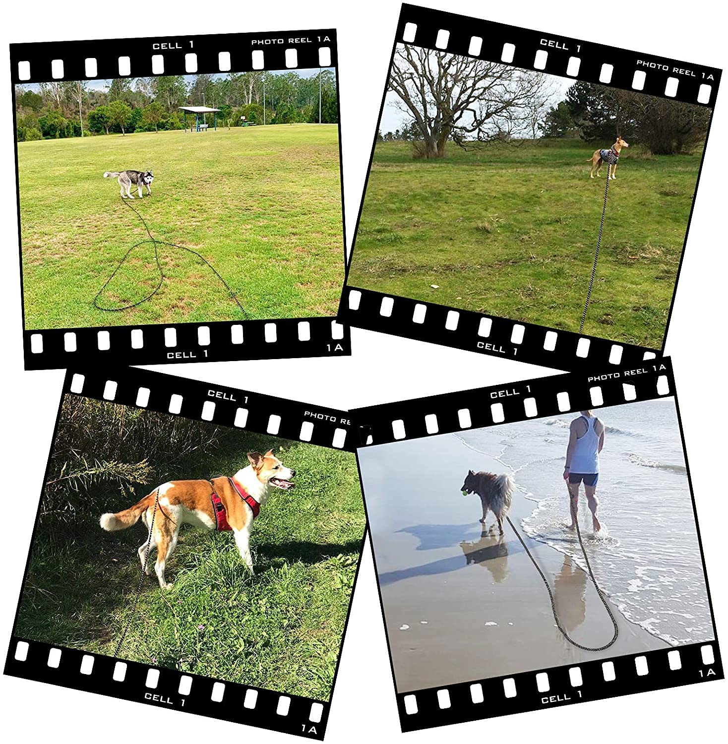 Ntr Long Leash For Dog Training, 100Ft Dog Leashes For Large Breed Dogs With Swivel Lockable Hook And Comfortable Padded Handle,Dog Lead Check Cord For Small Medium And Large Dogs