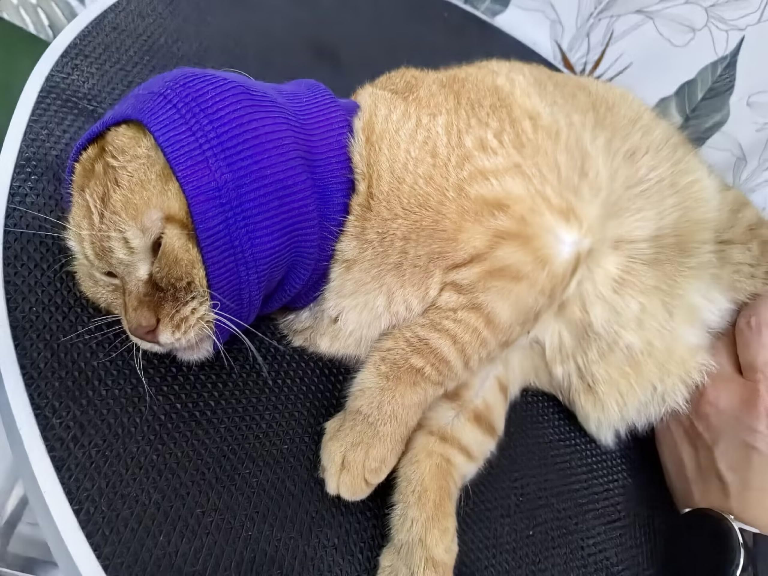 Ddfs Cat Ear Cover Head Wrap (2 Pack), Ear Wrap Cat L Headband Ears Head Scarf Ear Wrap For Cats Grey+Purple S