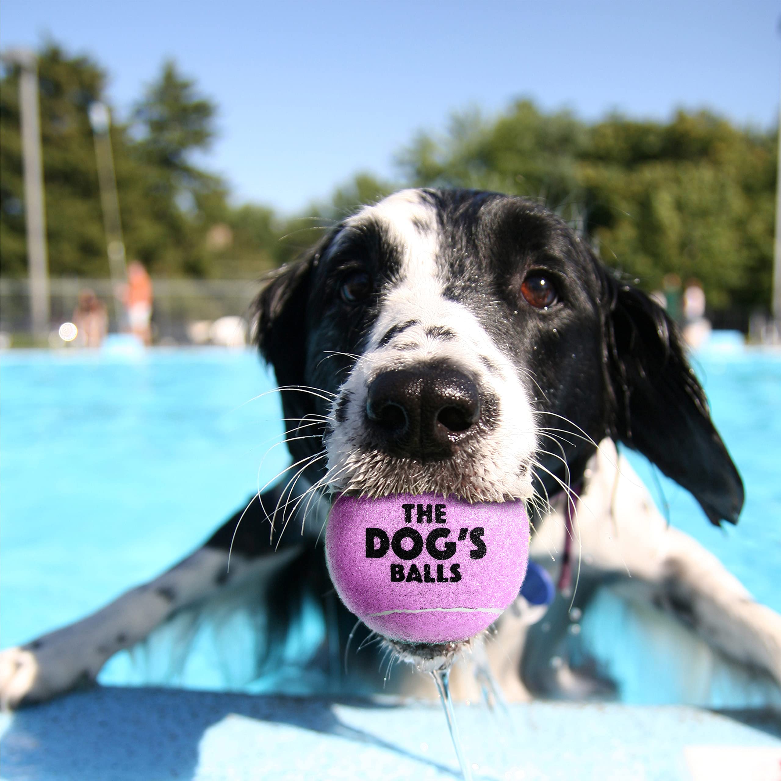 The Dog'S Balls, Dog Tennis Balls, 12-Pack Lilac Dog Toy, Strong Dog & Puppy Ball For Training, Play, Exercise & Fetch