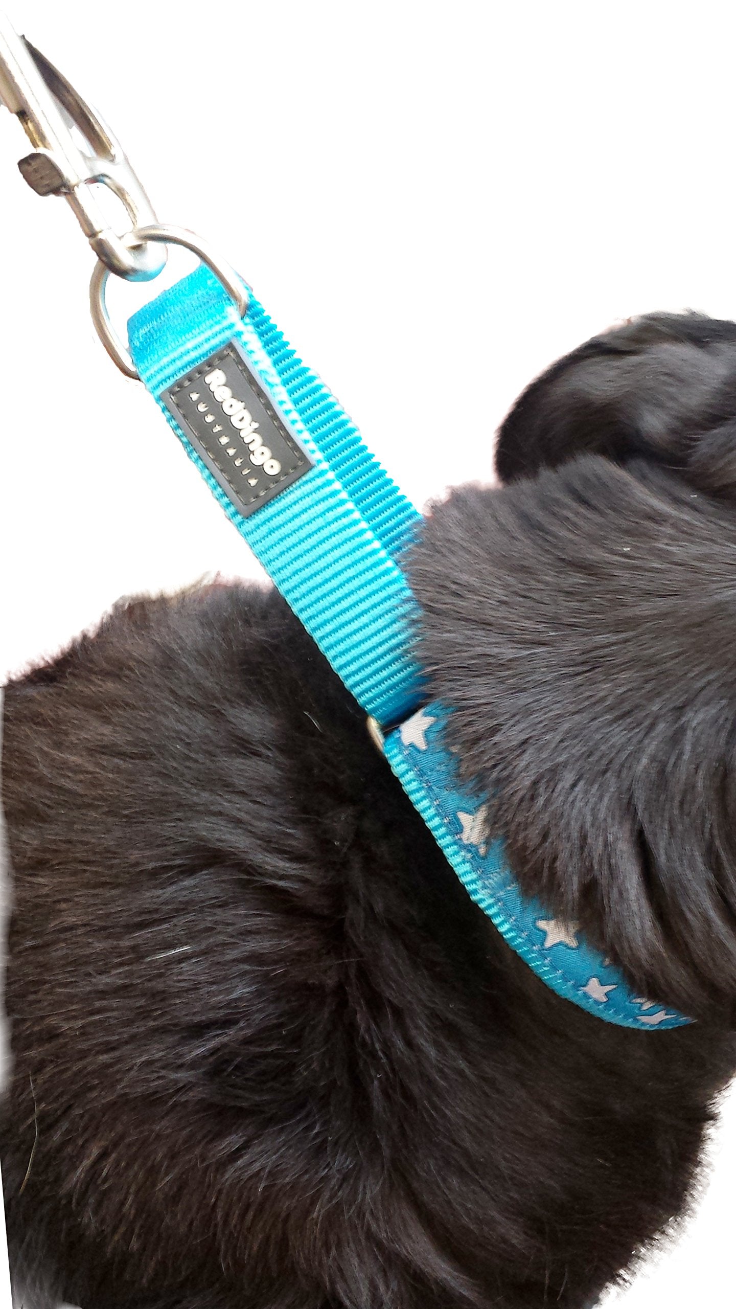 Red Dingo Martingale Lime Green with Turquoise Stars Collar, Small-Medium