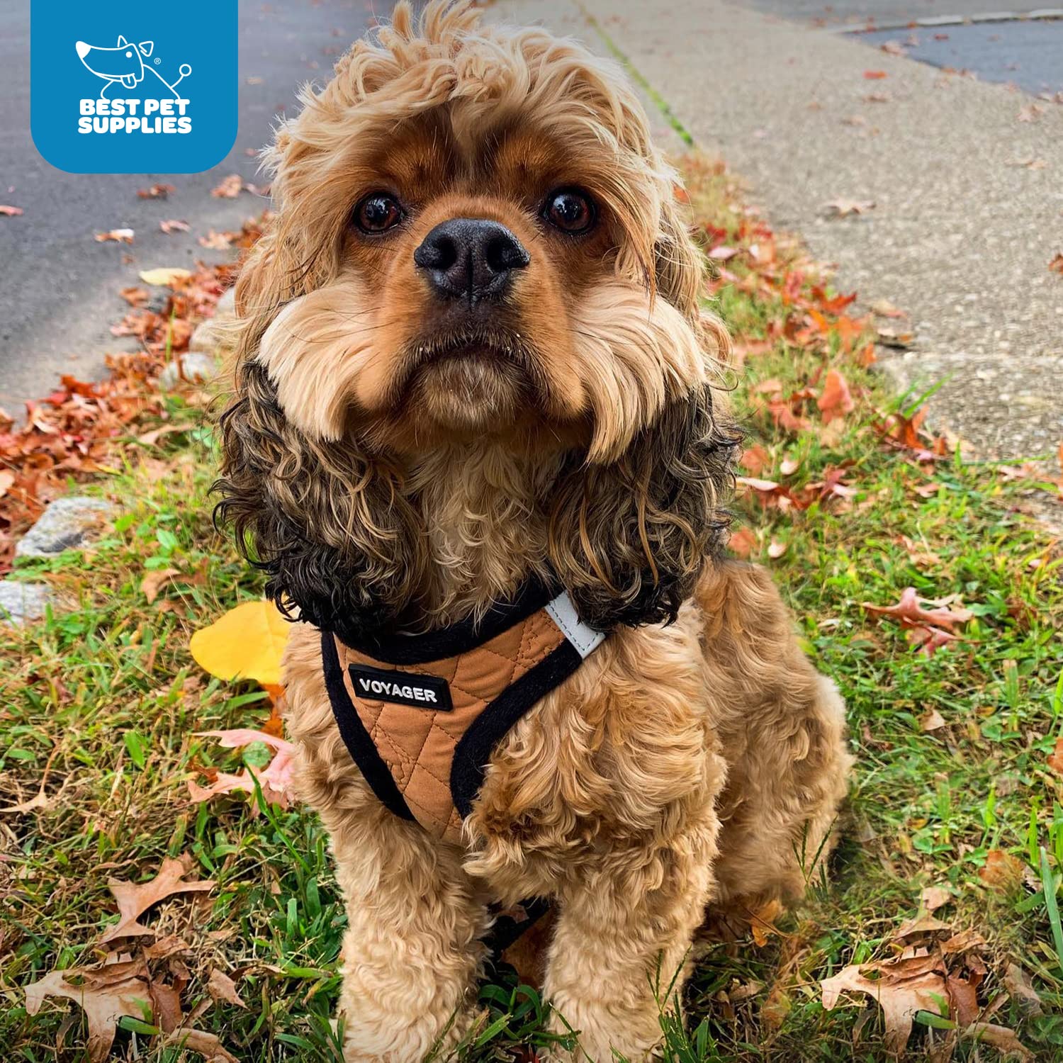 Voyager Step-In Plush Dog Harness - Soft Plush, Step In Vest Harness For Small And Medium Dogs By Best Pet Supplies - Beige Plus