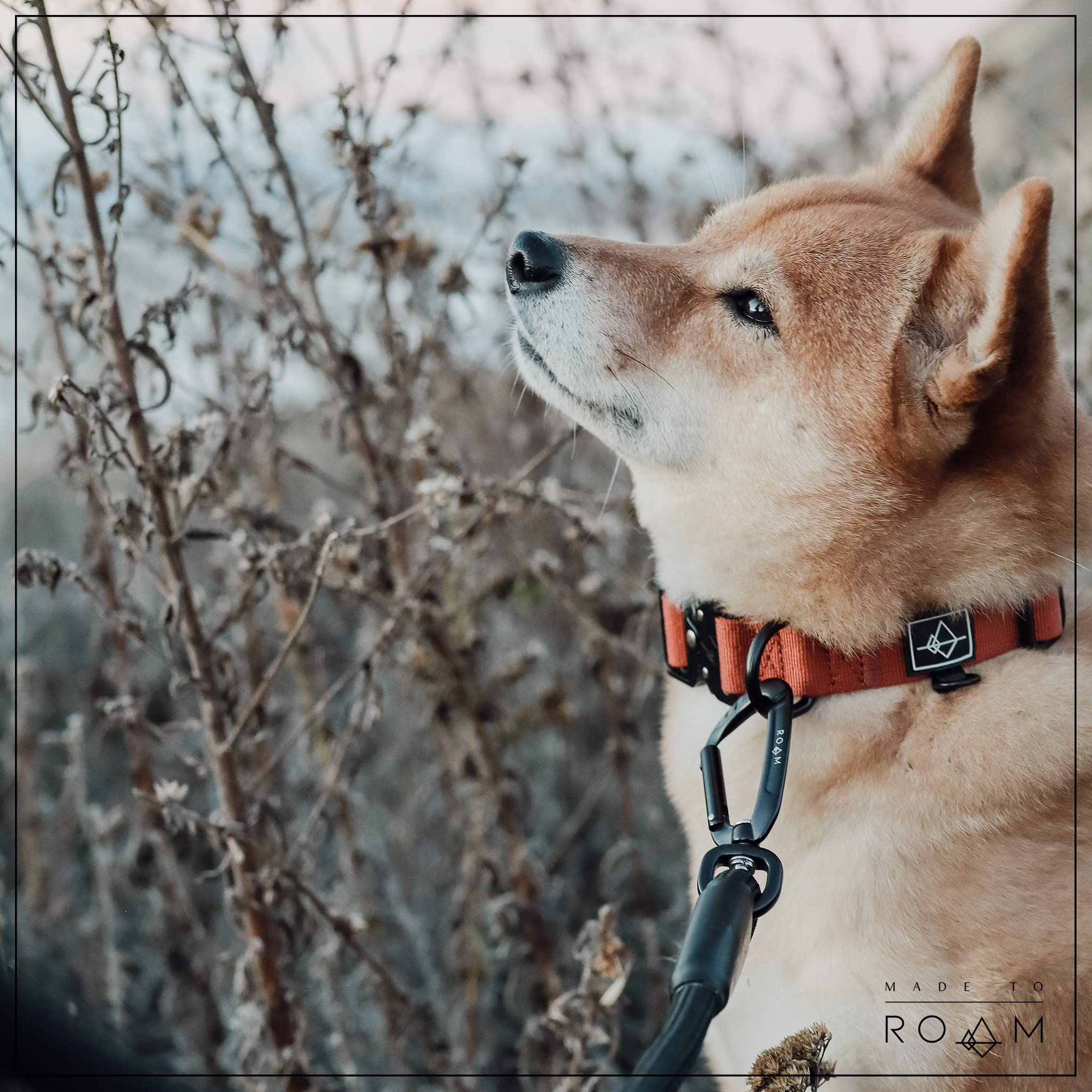 ROAM Premium Dog Collar - Adjustable Nylon with Quick-Release Metal Buckle, Classic Size 5, Oregon Haze