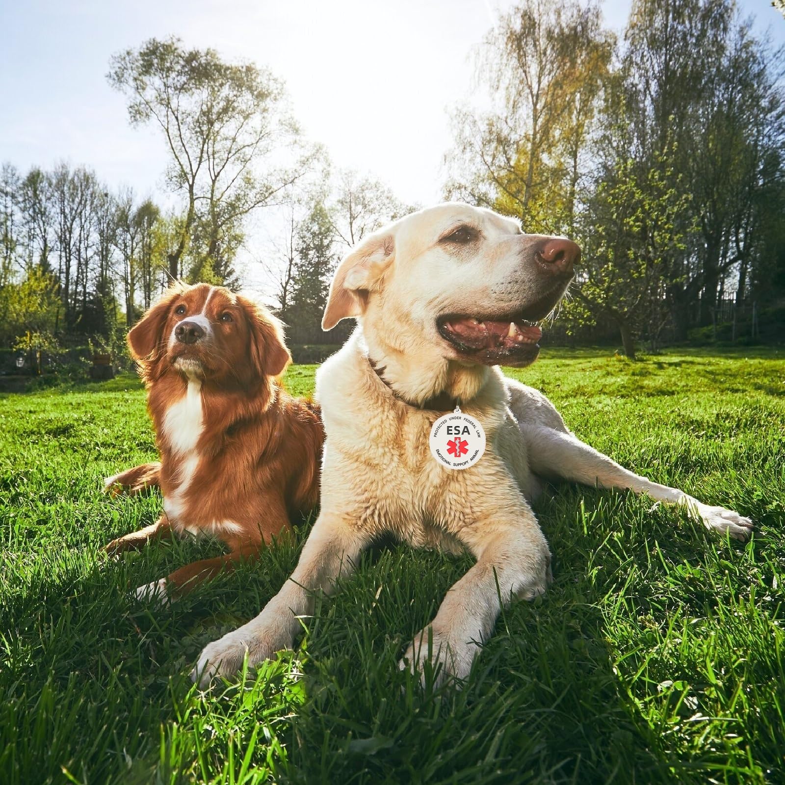 Mydeeryoo Emotional Support Dog Patches 2 Pcs, Esa Id Tag Easily Attach To Dog Collar, Harness (Xsmall)