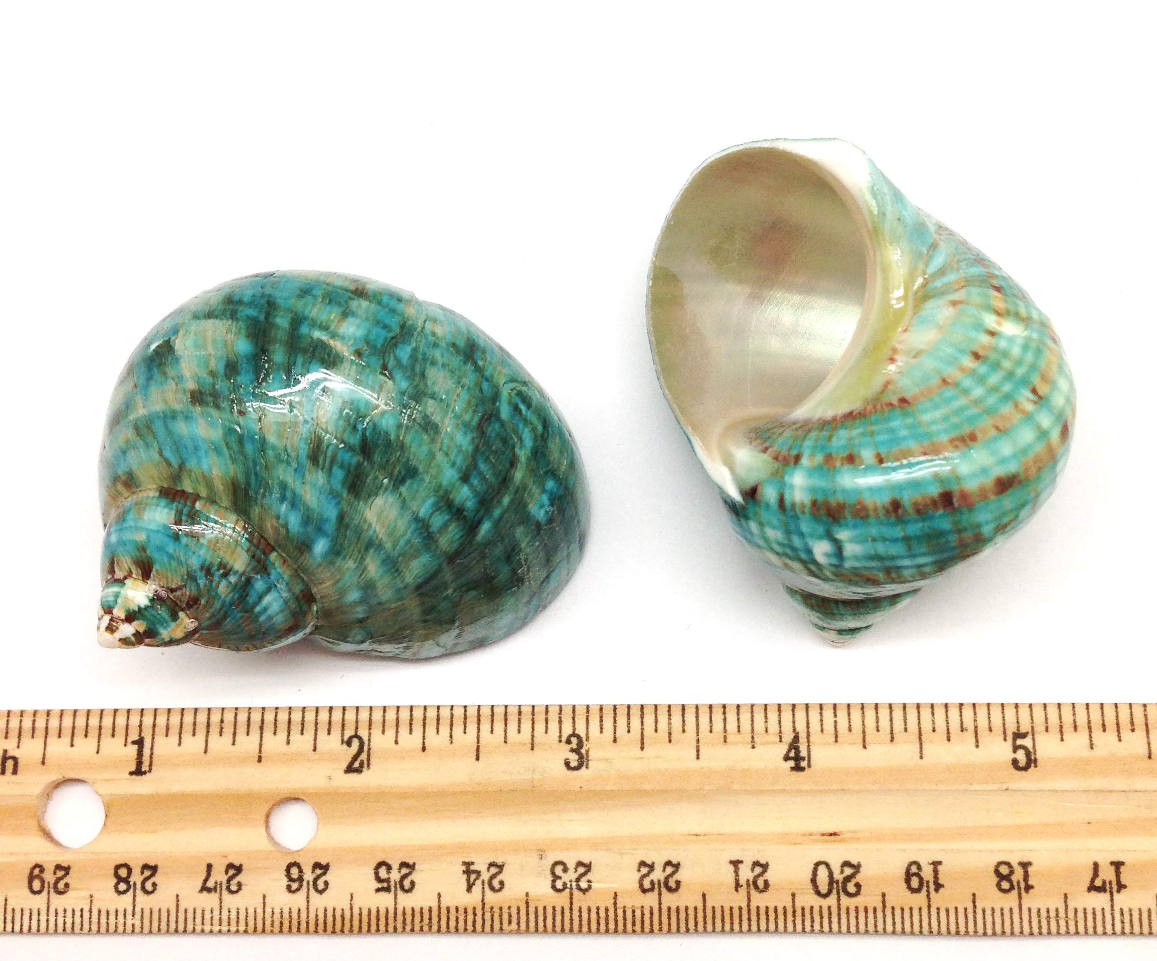 Pepperlonely 2 Pc Natural Large Hermit Crab Shells, Green Blue Gade Turbo, 2-1/2 Inch ~ 3 Inch