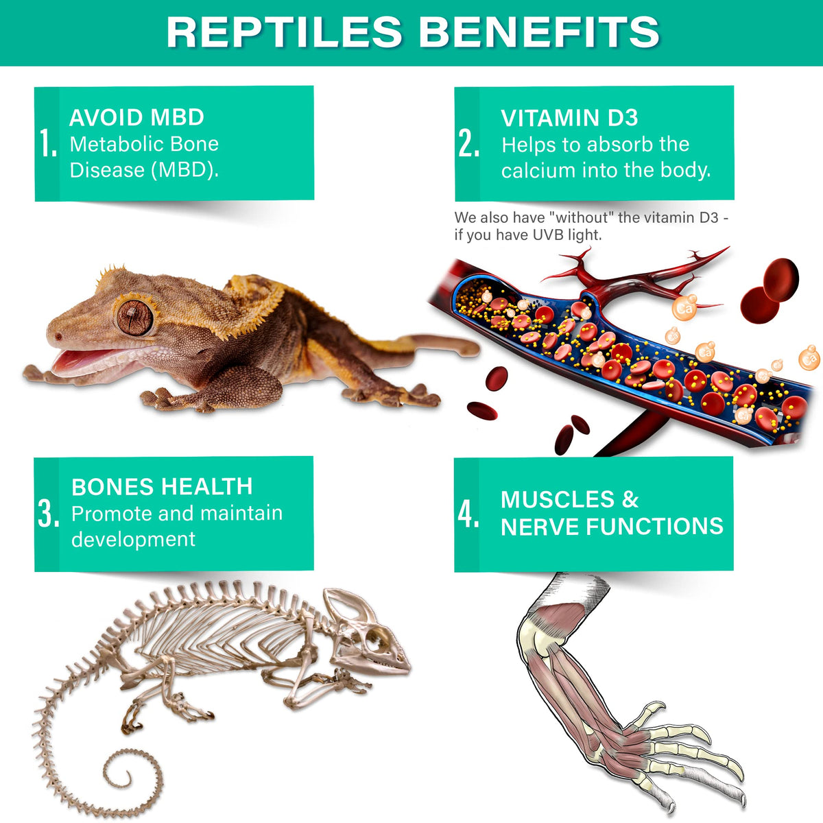 Gargeer 4oz All Reptile Calcium with Vitamin D3, Phosphorus-Free ...