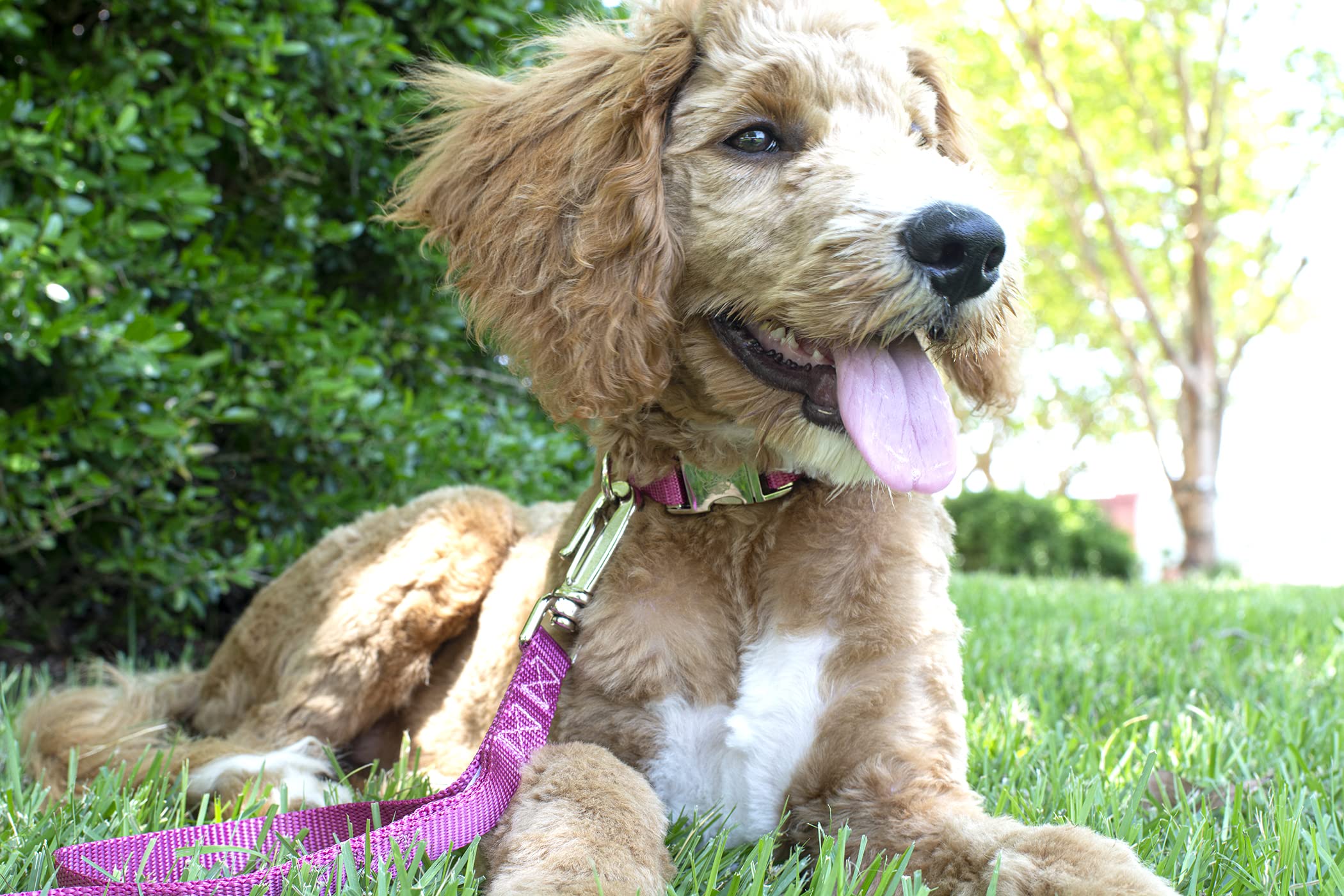 Country Brook Design - Vibrant 30+ Color Selection - Premium Nylon Dog Collar With Metal Buckle (Medium, 3/4 Inch, Rose)