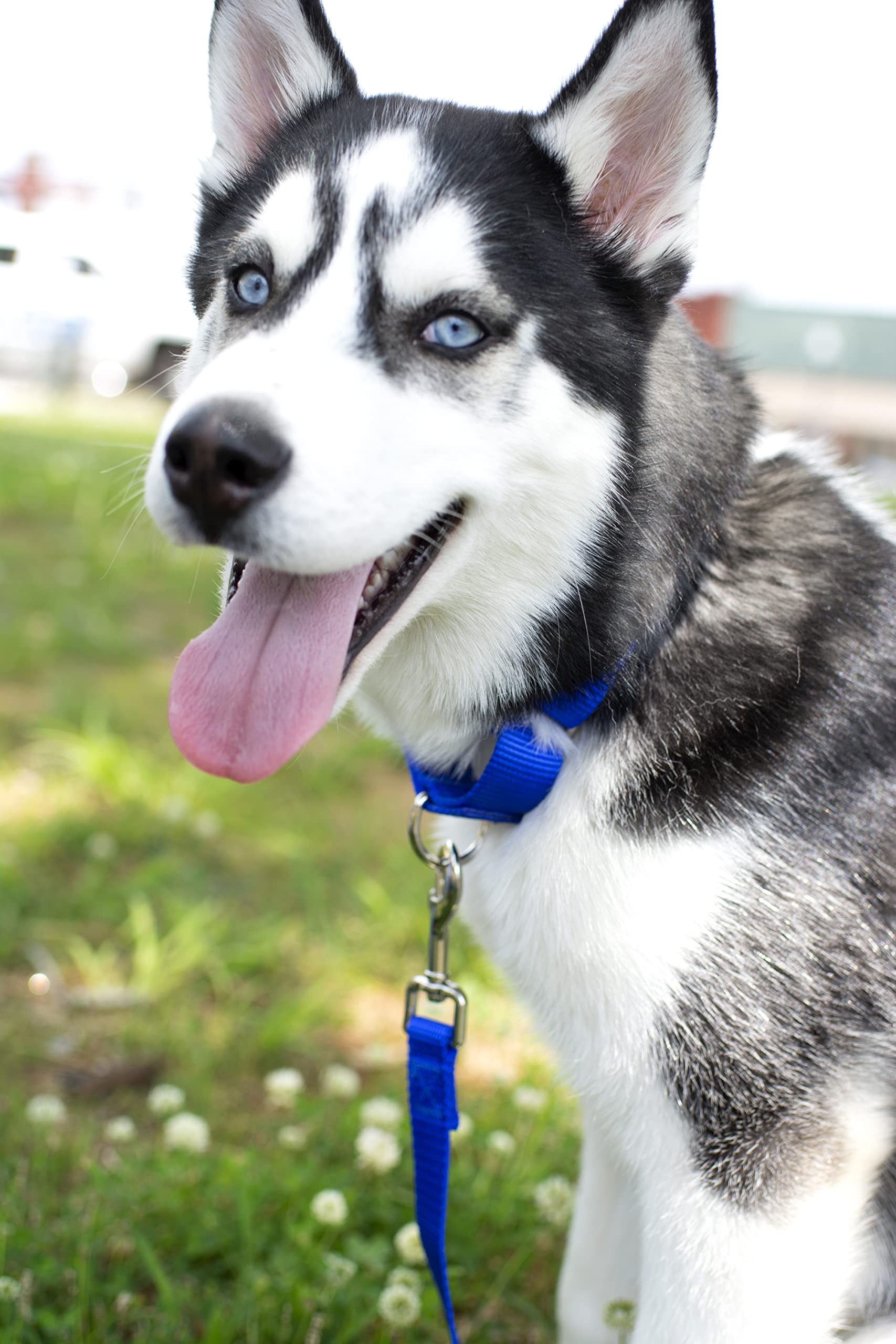 Country Brook Petz - Royal Blue Martingale Heavy Duty Nylon Dog Collar - 21 Vibrant Color Options (3/8 Inch Width, Micro)