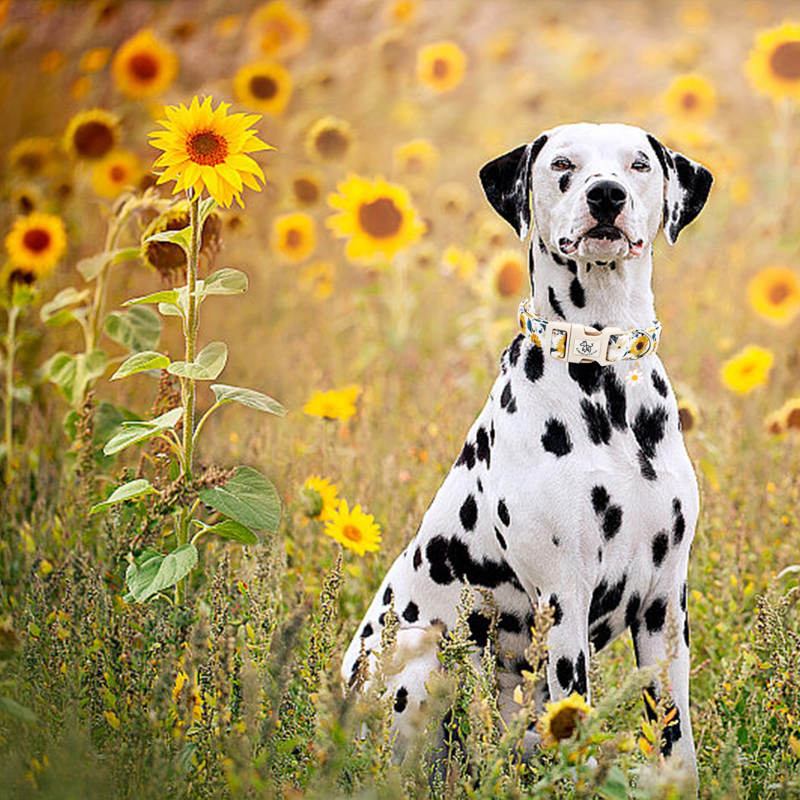 Elegant Little Tail Dog Collar, Sunflower Pattern Pet Collar Cute Durable Spring Female Or Male Adjustable Cotton Pet Collar Wit
