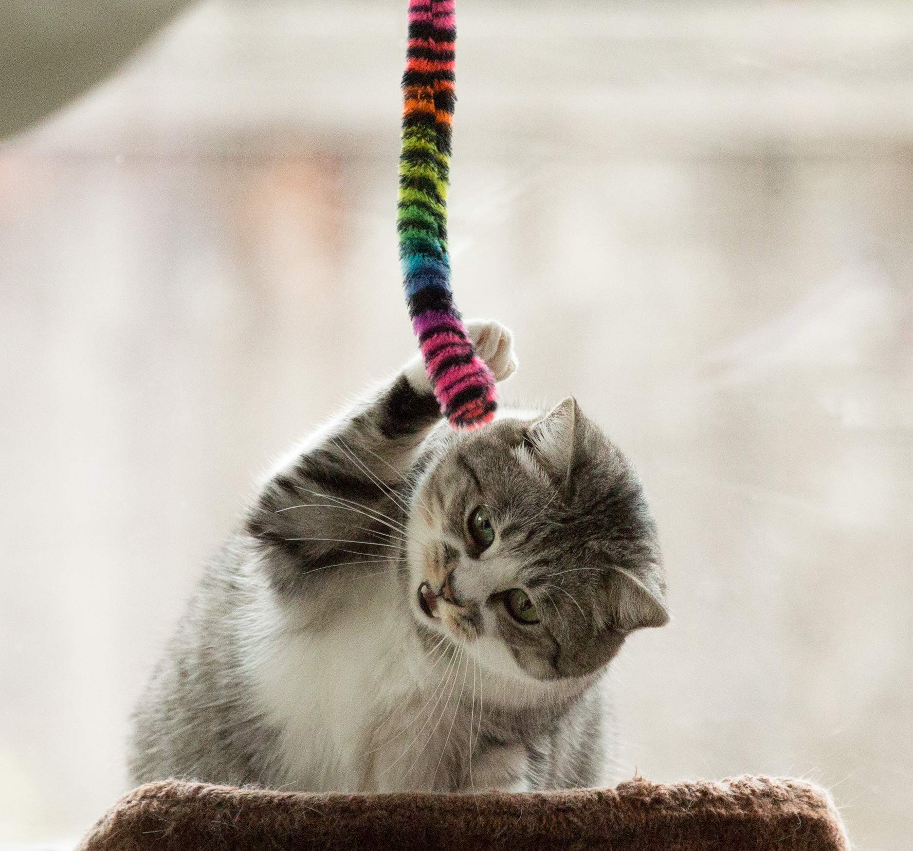 Sillypet Youngever 12 Pieces Cat Toys Teasing Feather Toy, Retractable Wand With Assorted Teaser Refills, Interactive Feather Teaser Wand Toy Bell Kitten Cat Having Fun Exerciser Playing