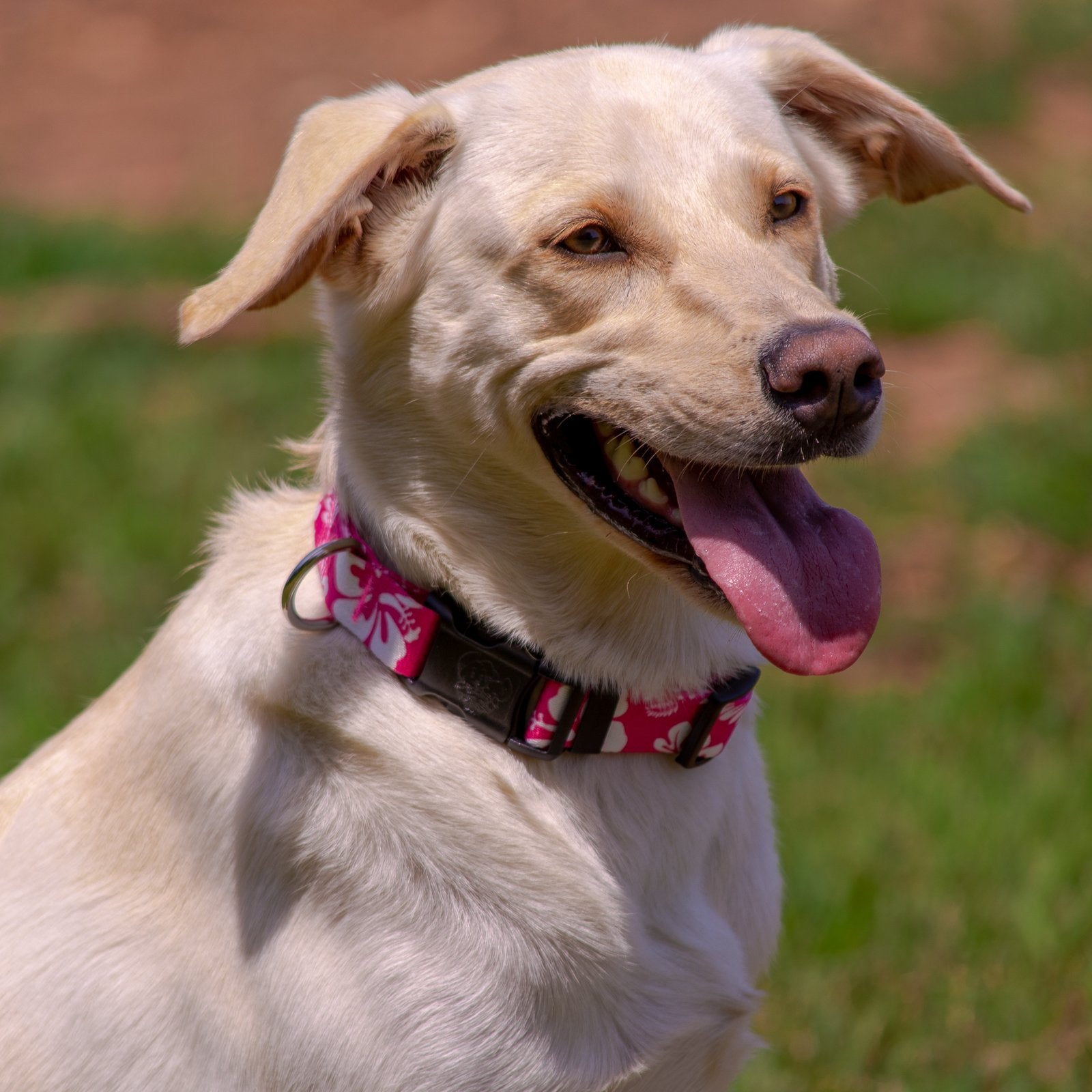 Country Brook Petz - Deluxe Pink Hawaiian Dog Collar - Made In The U.S.A. - Summer Breeze Collection Featuring Sunny Designs (3/