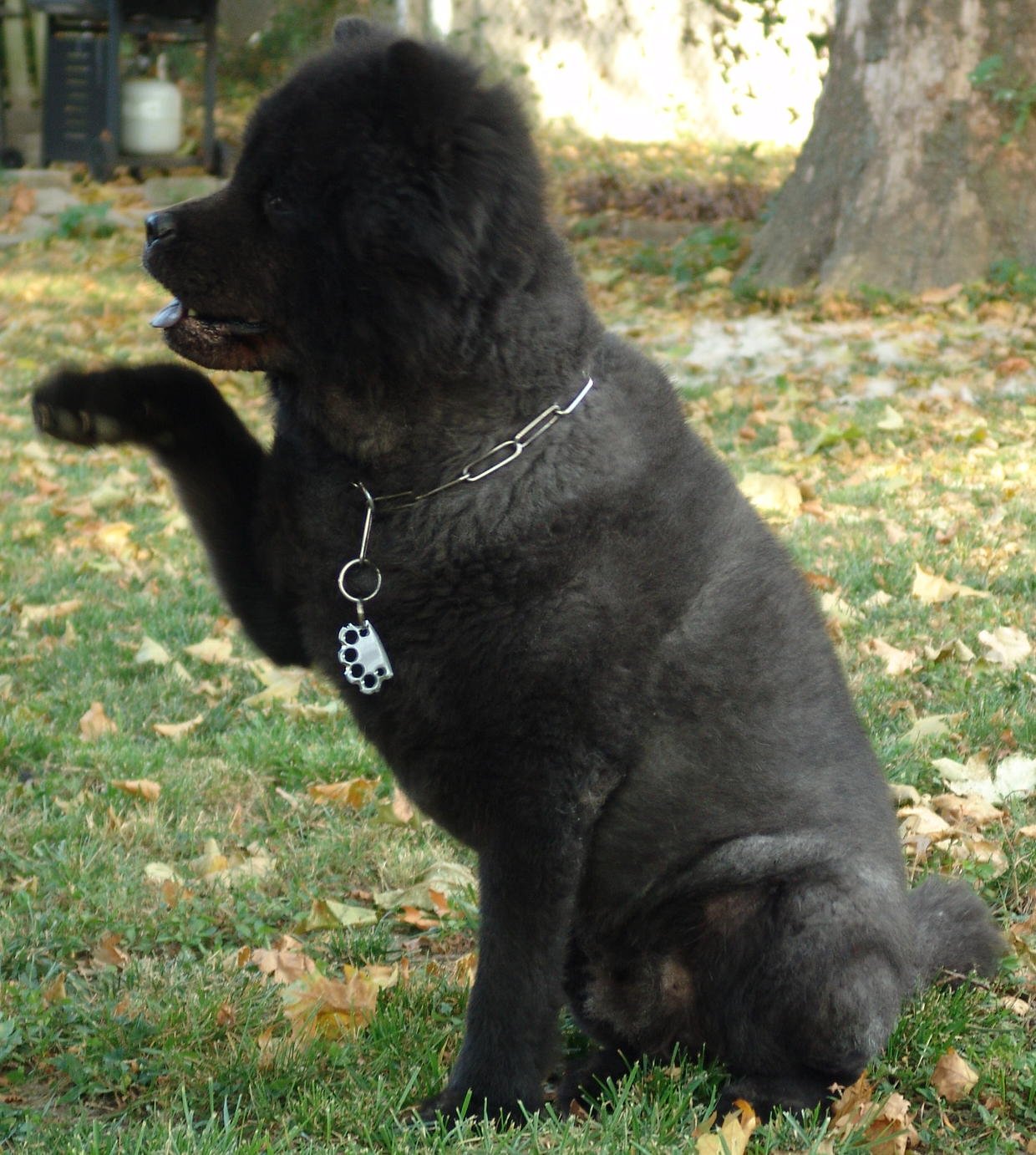 Puppyknucks Brass Knuckles Pet Id Tag Engraveable (Brushed Chrome, No Engraving Needed)