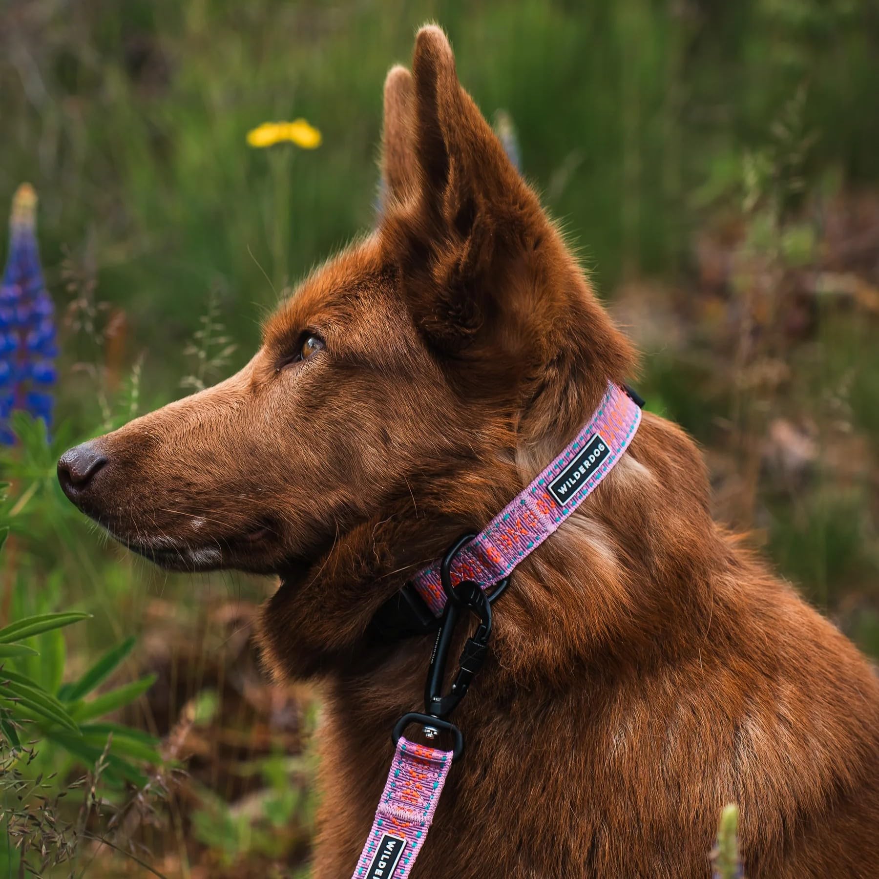 Wilderdog Ultralight Collar Series For Dogs - Small - Lilac