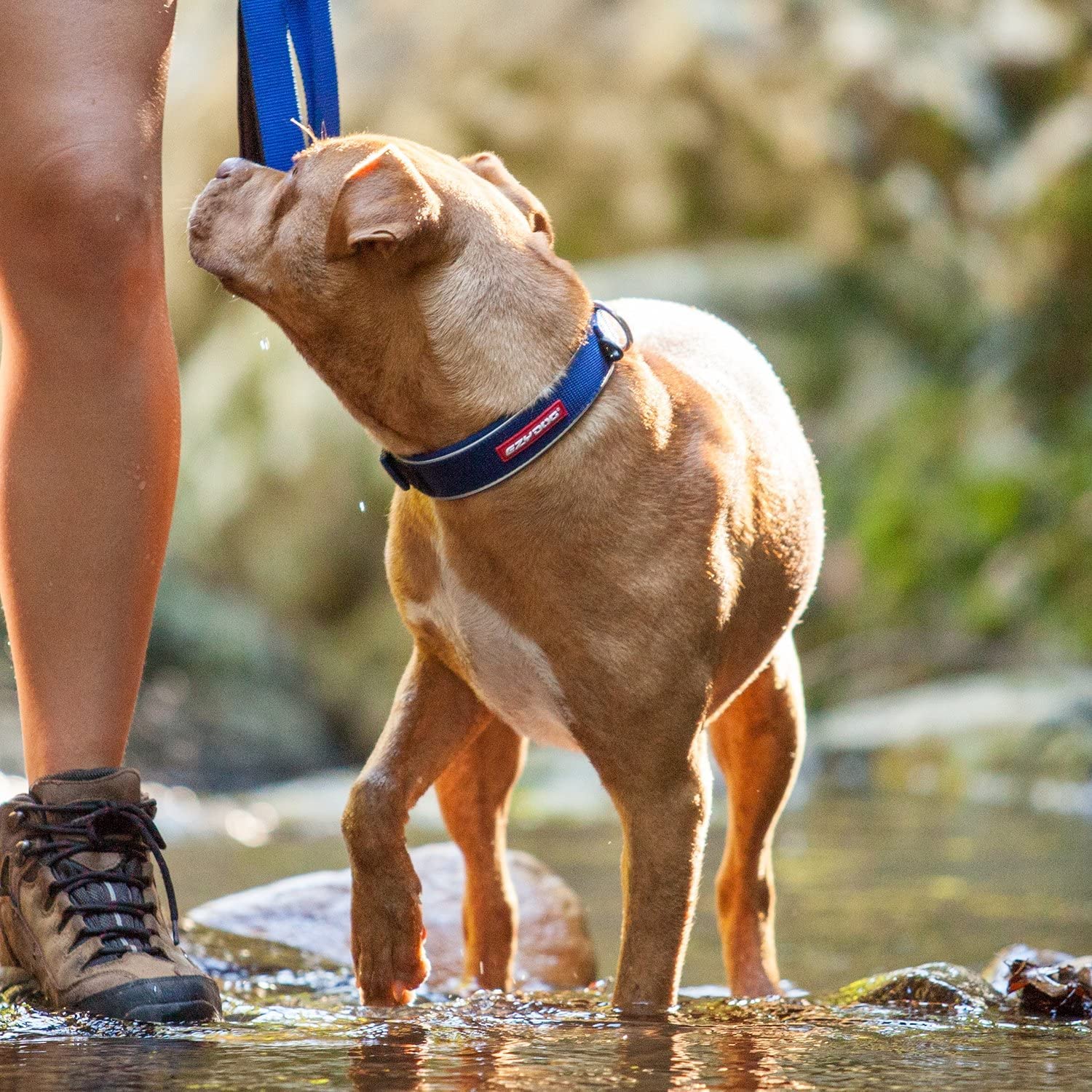 Ezydog Neo Waterproof Dog Collar - Reflective Trim For Nighttime Safety - Adjustable Neoprene Collar With Padding For Superior Comfort - Quick Release Buckle And Built-In Id Clip (Large, Bubblegum)