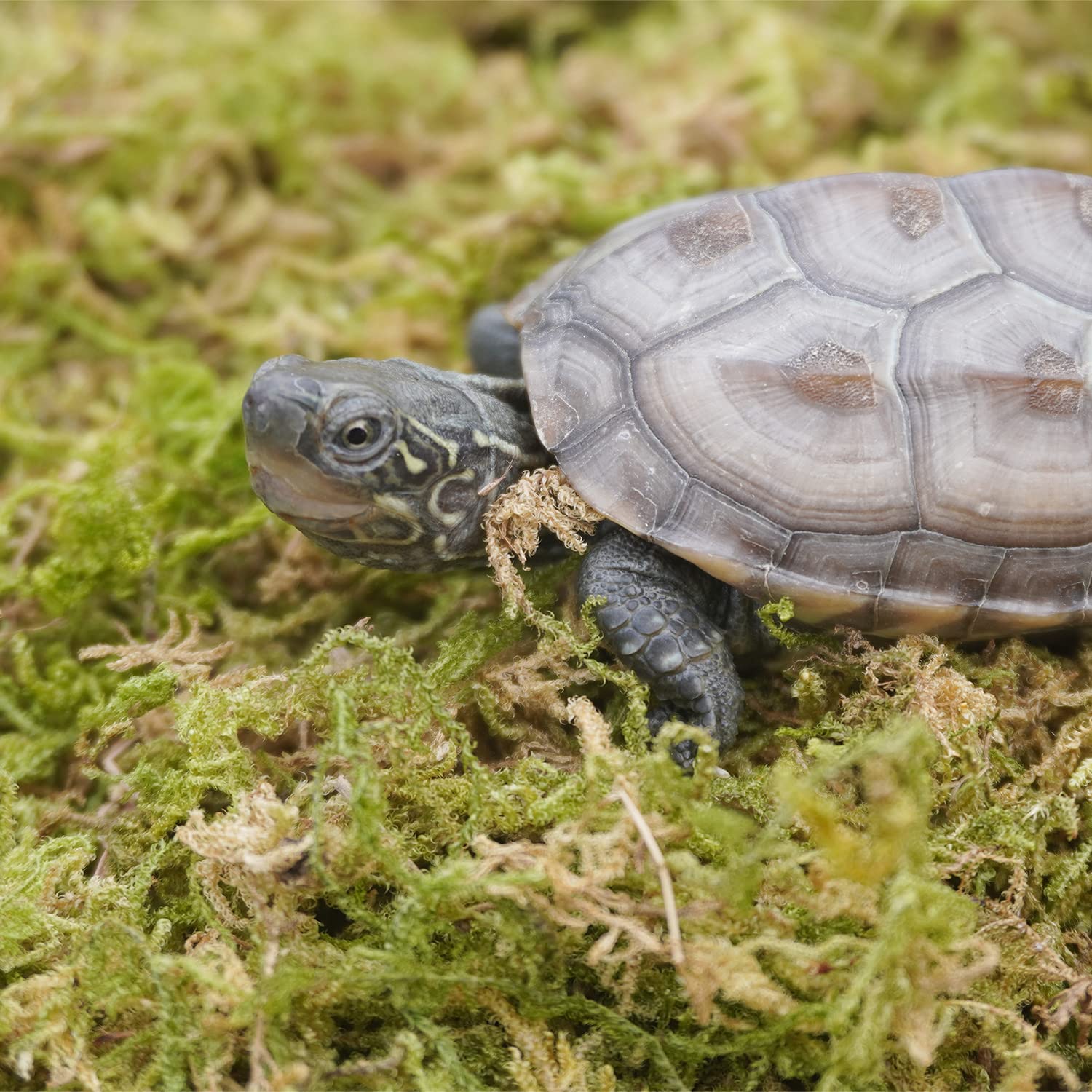 Begeterday 3.5Oz Pure Natural Reptile Moss For Humidity, Great For Snakes, Turtle And Other Reptiles, Good For Terrariums For Re