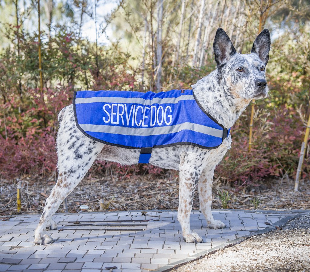 Dexil Limited Service Dog Blue Warm Dog Coats S-M M-L L-Xl Waterproof Reflective Fleece Lined (Do Not Disturb) Prevents Accidents By Warning Others Of Your Dog In Advance (M-L Back 17' (43Cm)