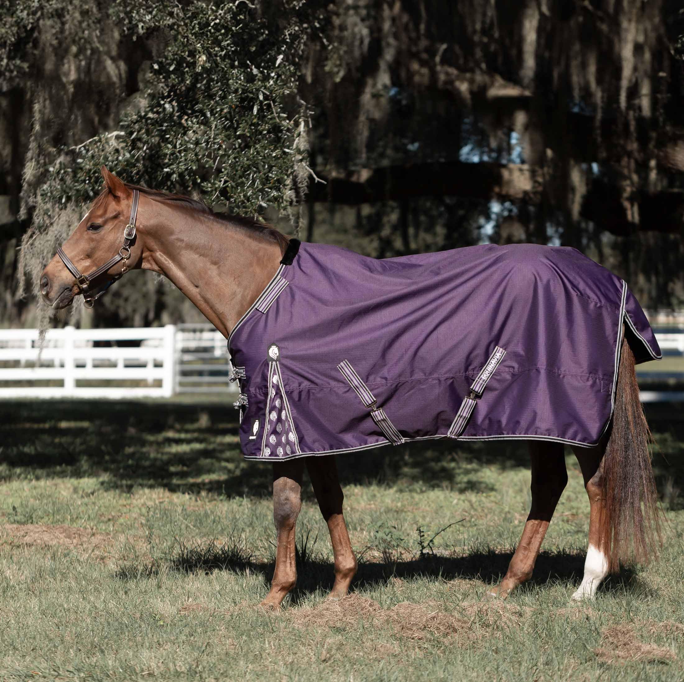 Equinavia Norse 200G Medium Weight Horse Blanket | Waterproof Winter Turnout - Black - 66 In - Grape Purple - 75 In