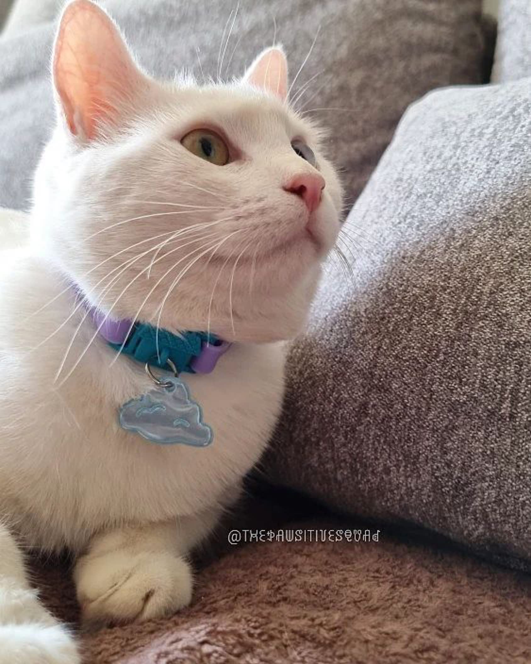 Kittyrama Mauve Cat Collar With Bell. Cat Friendly Award Winner. Approved By Vets And Cat Experts. Breakaway Cat Collars Quick R