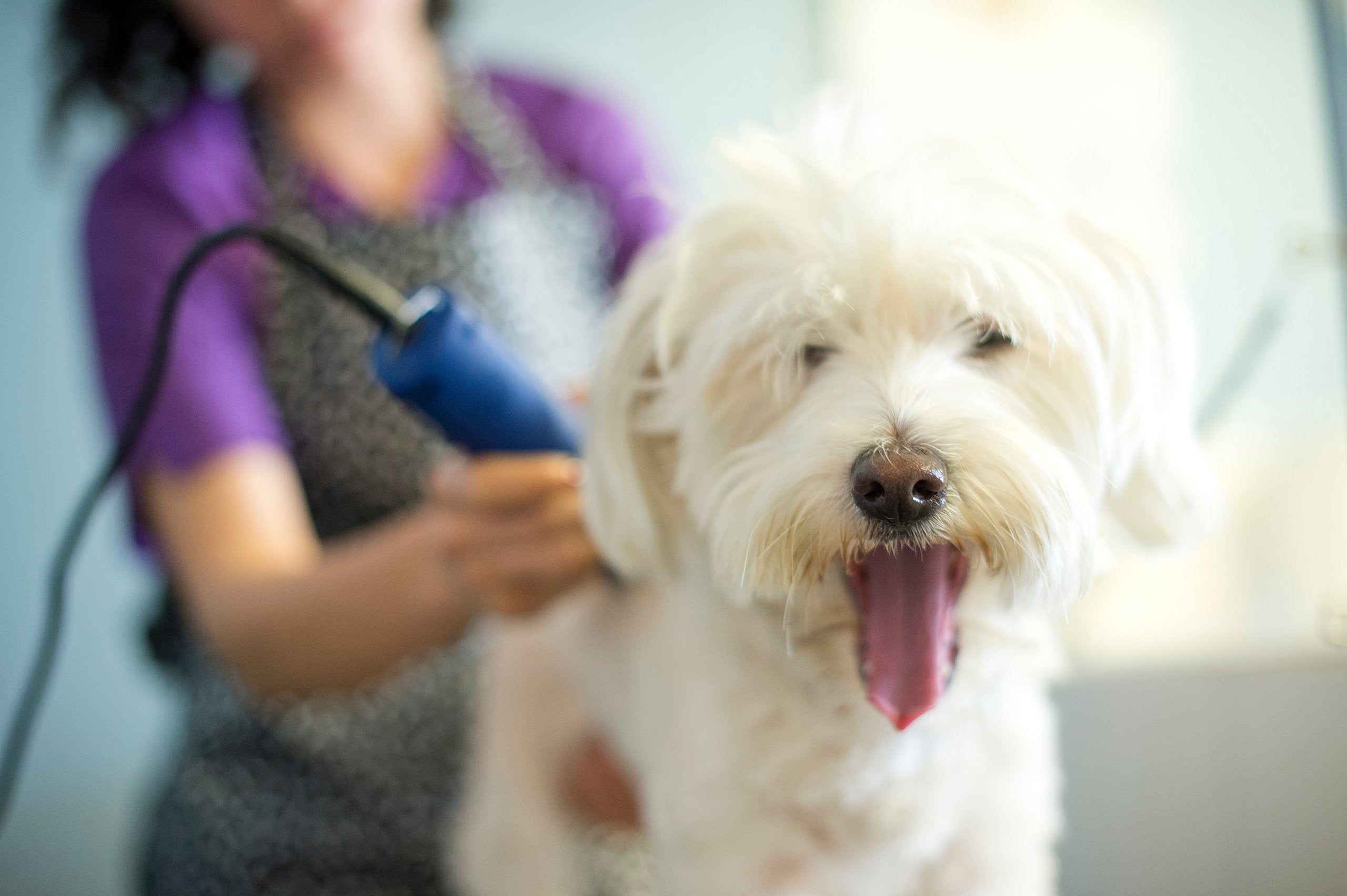 Andis – 23275, Ultra Edge Detachable Blade Clipper - Super 2-Speed Rotary Motor With Minimal Noise, 3400-4400 Strokes Per Minute, Includes 14-Inch Heavy-Duty Cord – For Dogs, Coats & Breeds, Blue