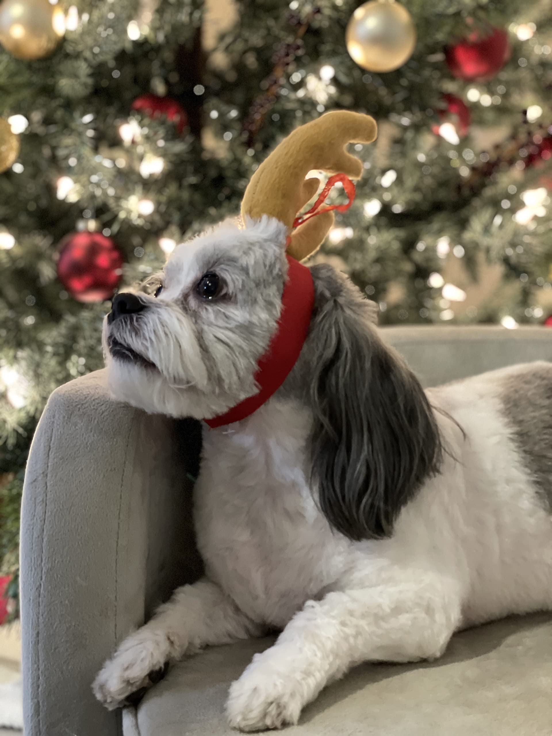 ComfyCamper Reindeer Antler Dog Halloween Costume - Headband Max Puppy Puppies Cat Kitten Pet Deer Moose Head Band, XL