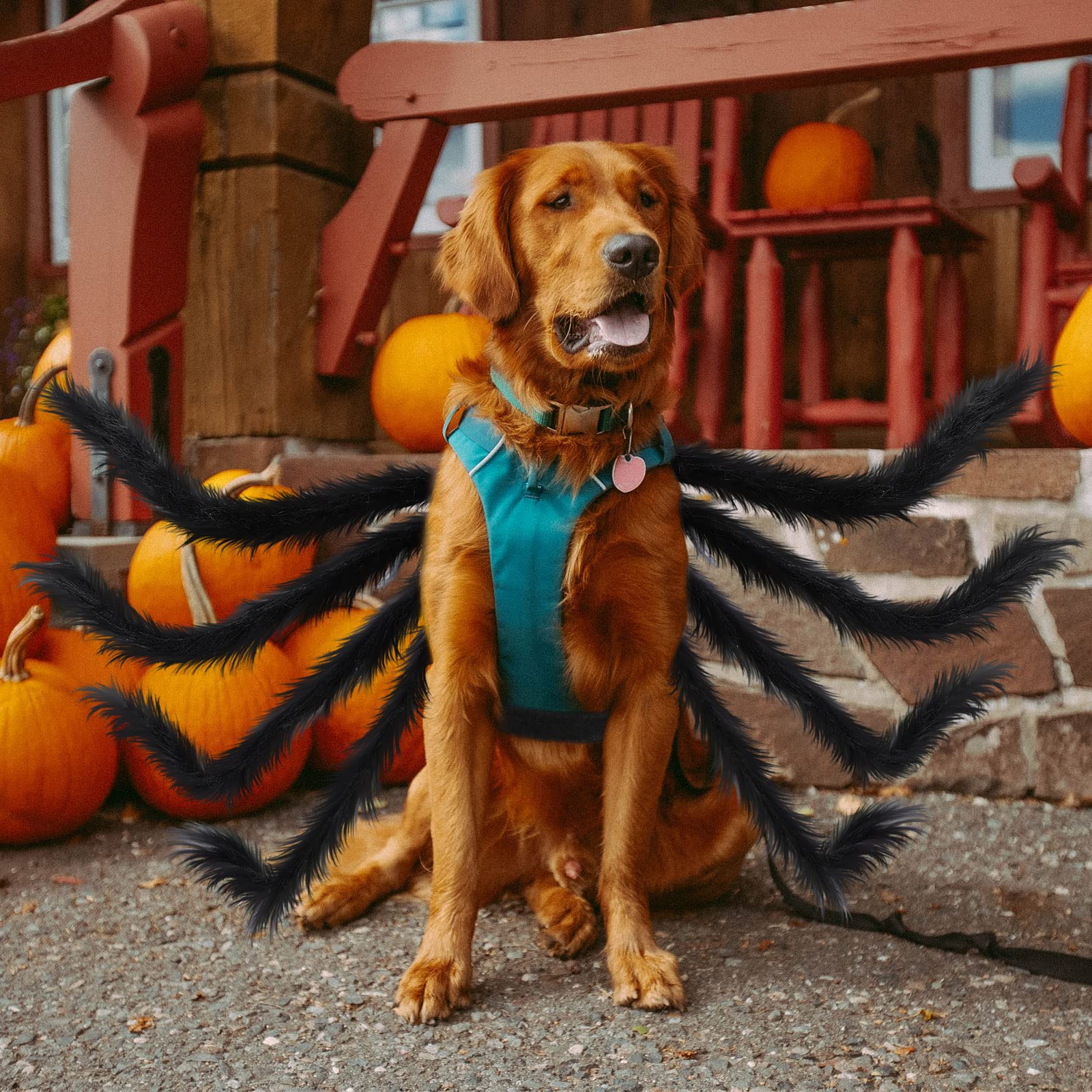 Rypet Pet Spider Costume - Halloween Spider Costume For Cats And Small To Medium Dogs Halloween Party Dress Up Festival Decorati