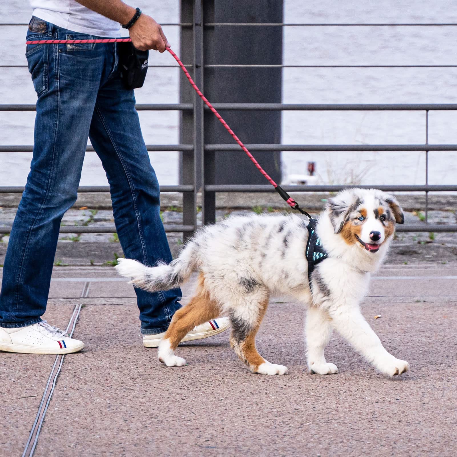 Panykoo 5 Ft Strong Pet Dog Leash With Highly Reflective Threads,360-Degree No Tangles And Comfortable Padded Handle,Suitable For Small,Medium And Large Dogs