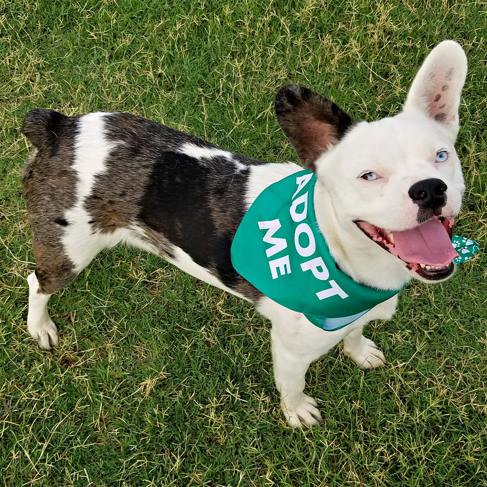 Max And Neo Dog Bandanas - We Donate 1 For 1 To Dog Rescues For Every Product Sold (5 Pack, Deaf)