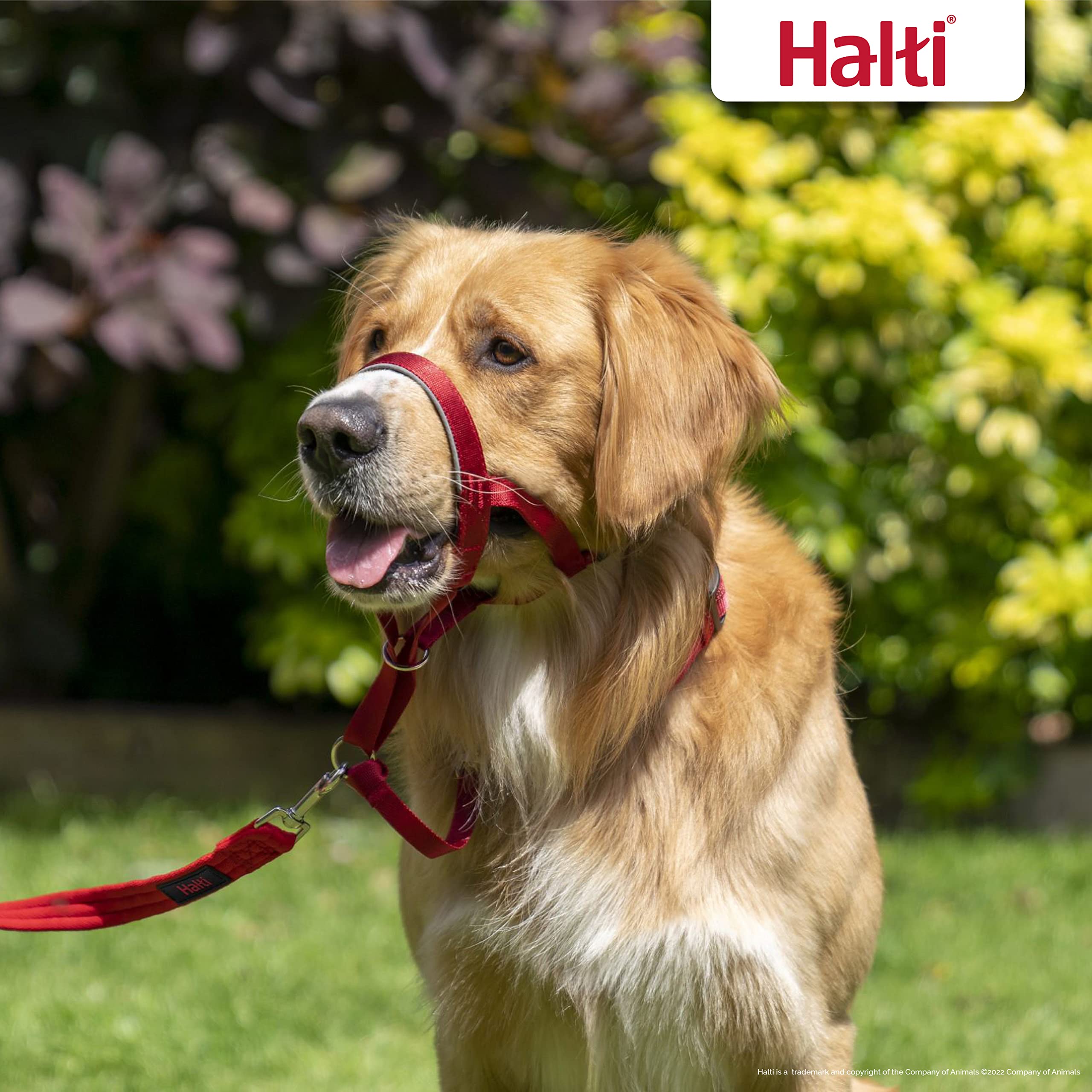 Company Of Animals Halti Headcollar - To Stop Your Dog Pulling On The Leash. Adjustable, Reflective And Lightweight, With Padded