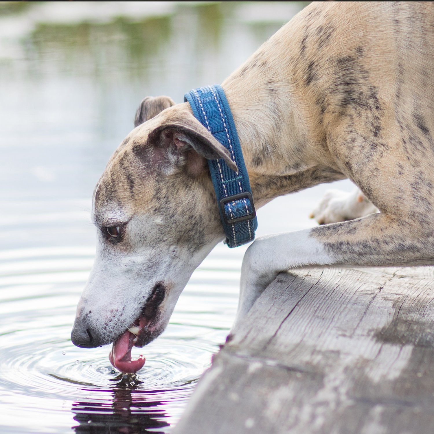 Hurtta Casual Padded Dog Collar, Raven, 8-12 In