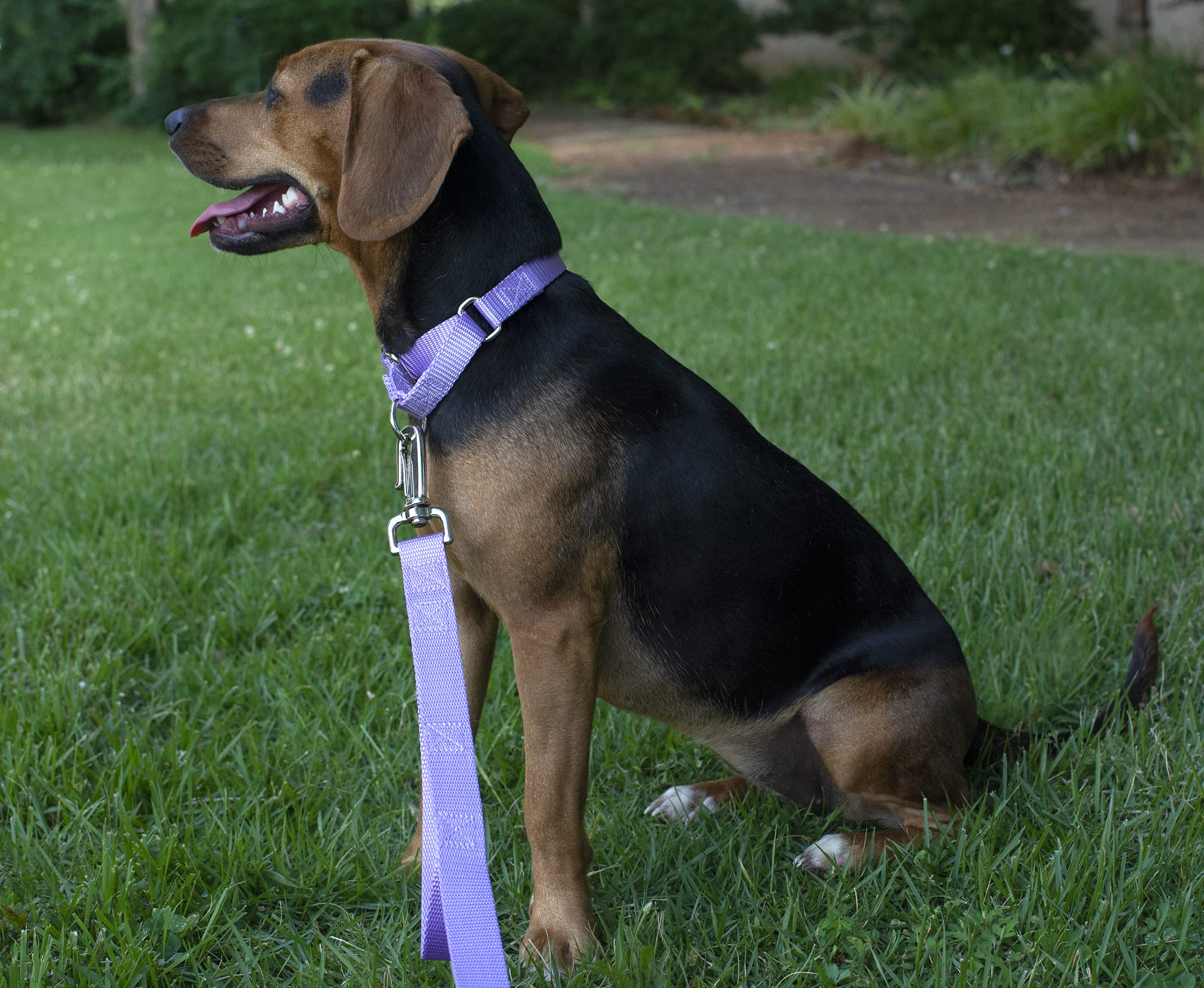Country Brook Petz - Lavender Martingale Heavyduty Nylon Dog Collar - 21 Vibrant Color Options (1 Inch Width, Extra Large)