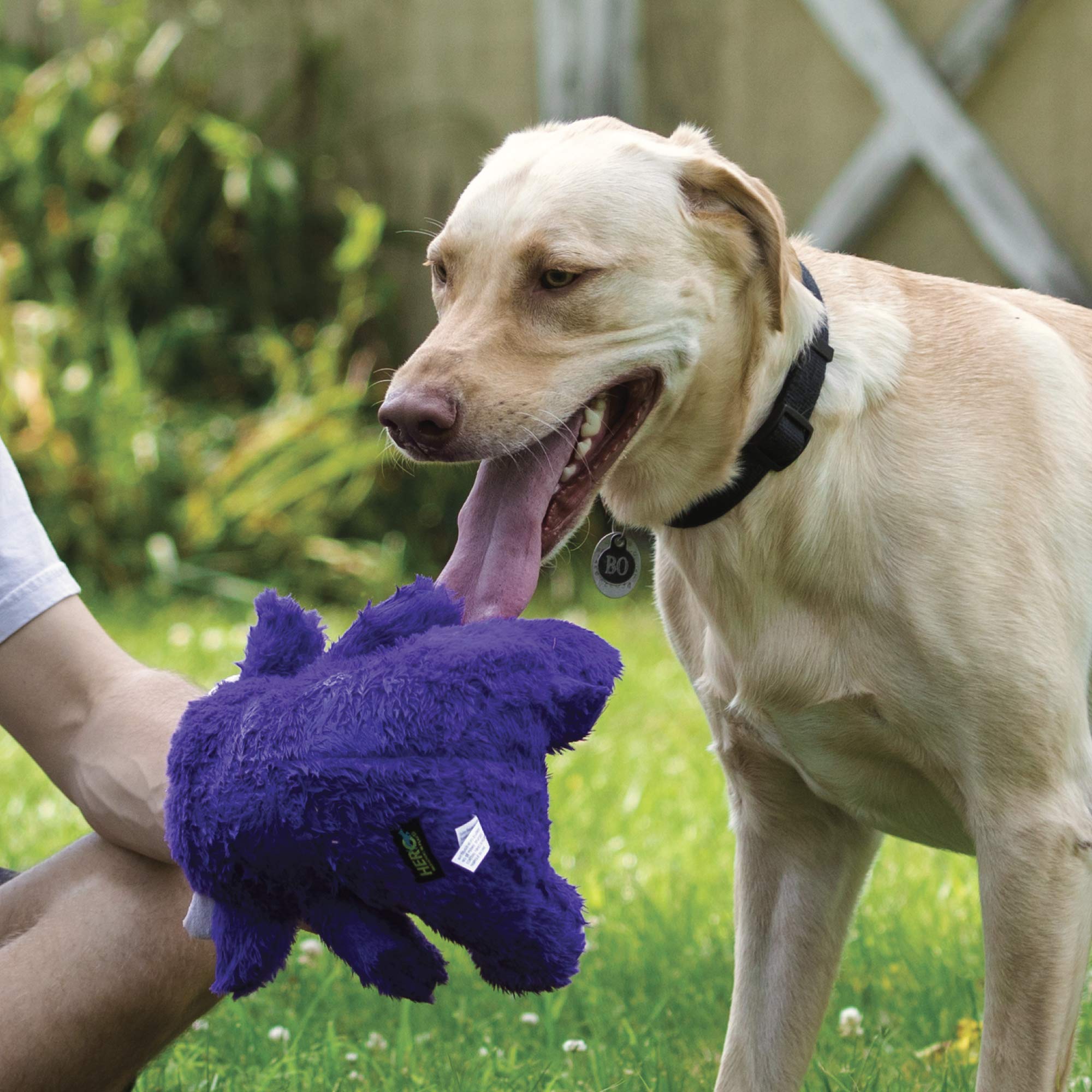 Hero | Chuckles Bellies | Gator Plush Dog Toy | Dog Squeaky Toys | Durable Stuffed Animal With 3 In 1 Squeaker