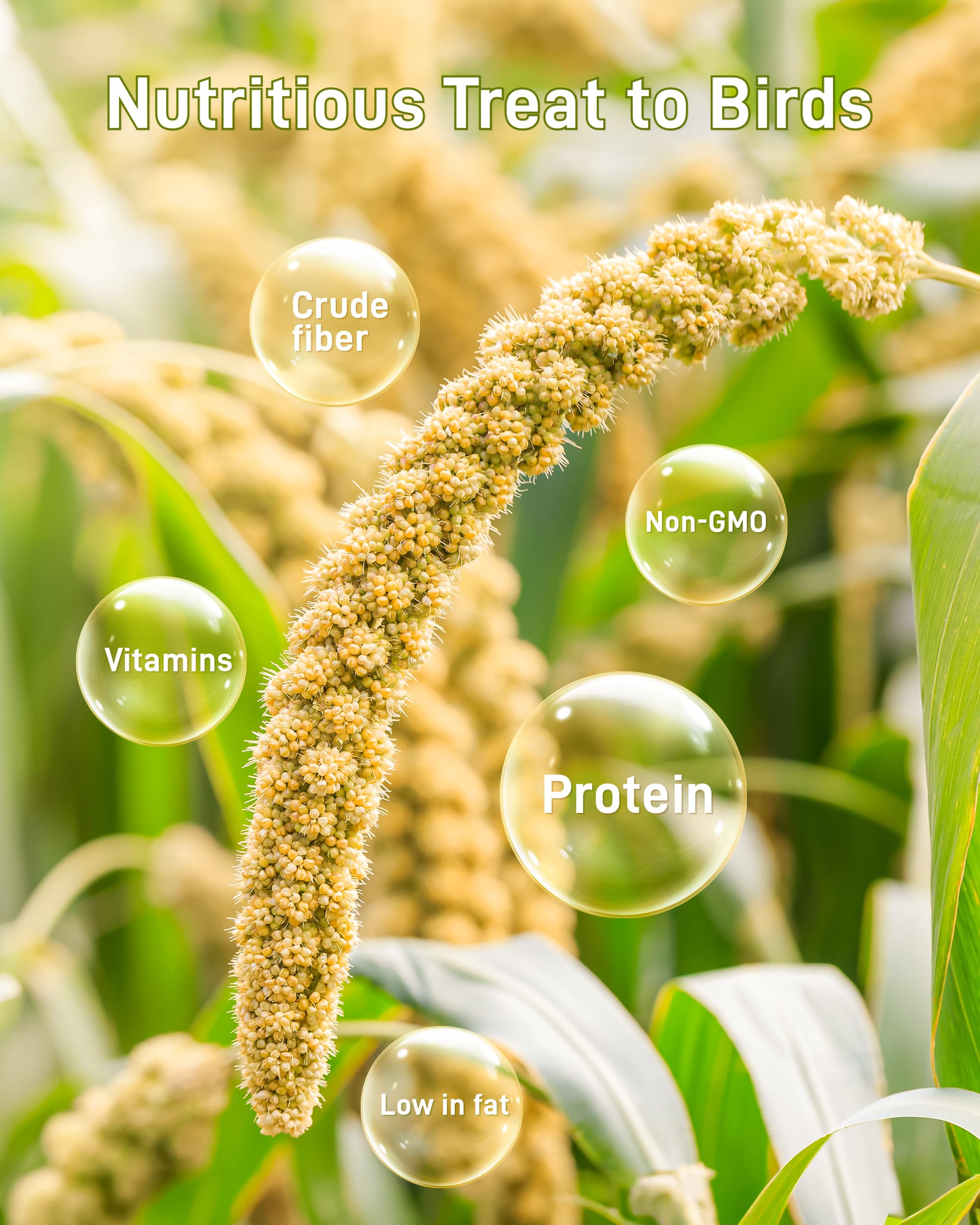 BUCATSTATE Spray Millet for Birds, Sun-Dried Healthy Millet Parakeet Treats for Parrots Cockatiel Lovebird Finch, GMO-Free Parak