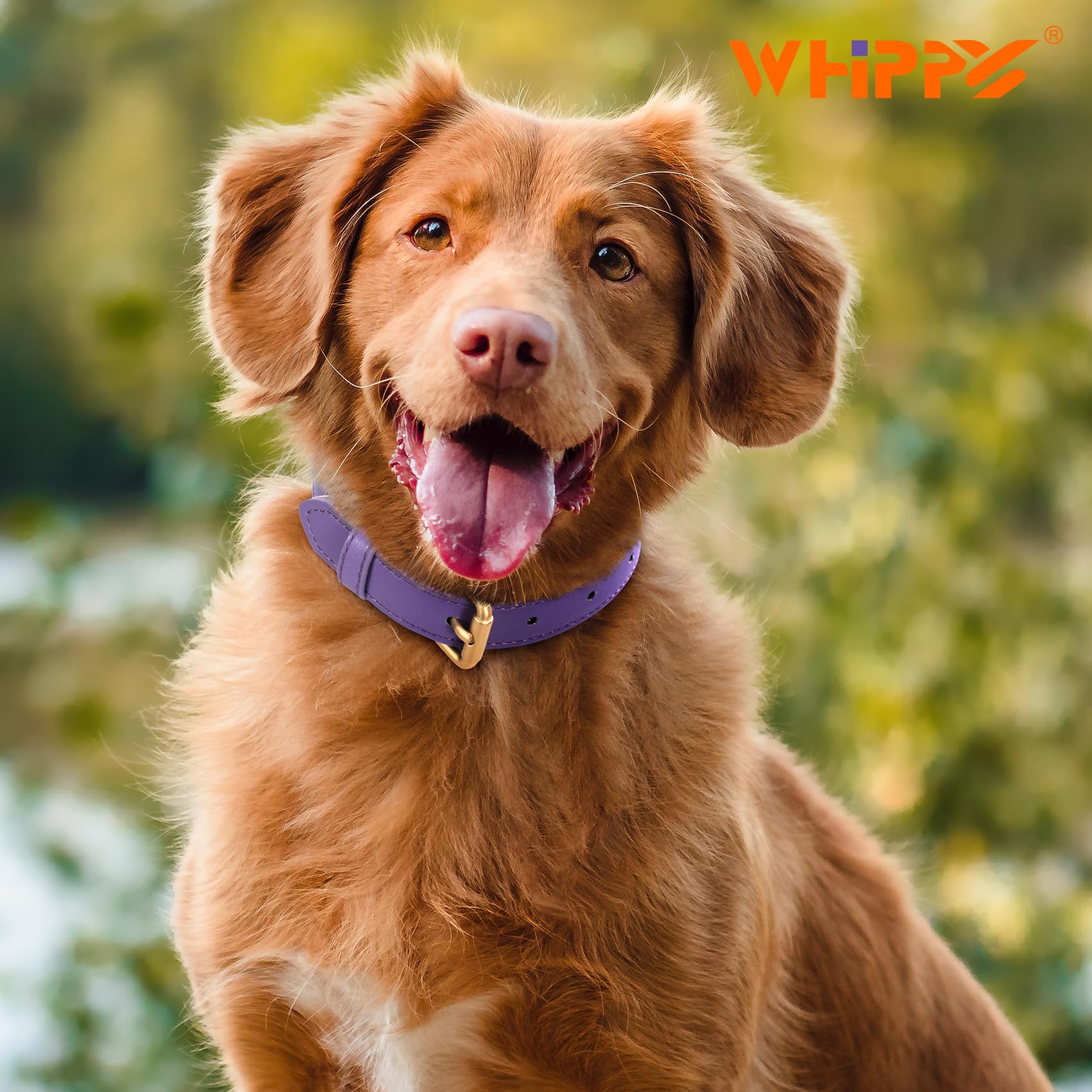 WHIPPY Leather Dog Collar - Adjustable, Soft, Waterproof, M (Neck 16"-20"), D-purple