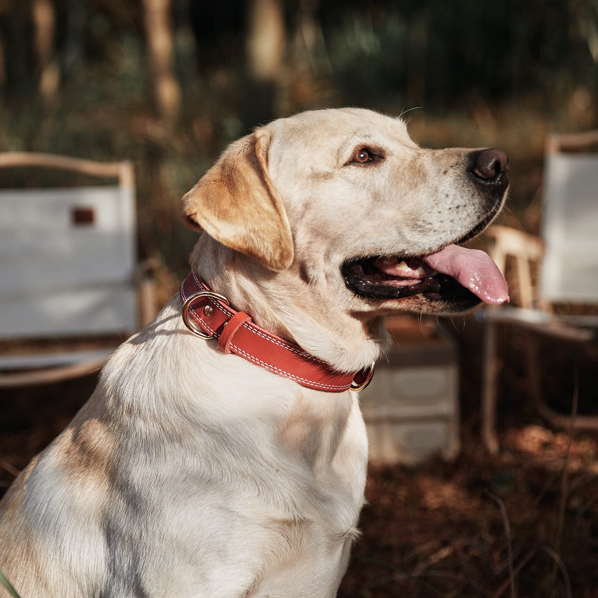 Daihaqiko Dog Collar,Genuine Leather Dog Collar,Heavy Duty Dog Collar For Small,Medium,Large And Extra Large Dog (M: 1'' Wide Fo