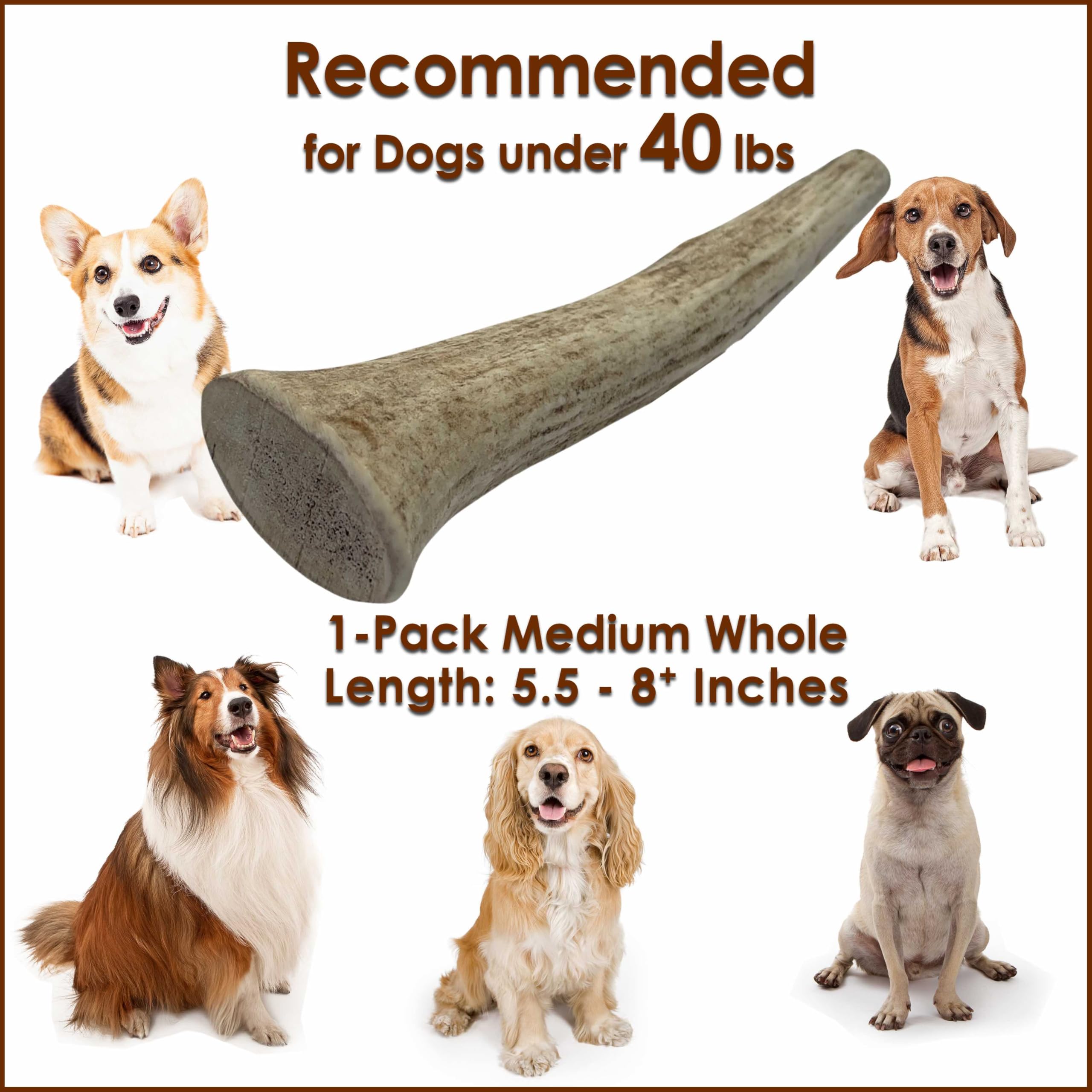 Deluxe Naturals 1-Pack Medium Whole Elk Antler Dog Chews (5.5 to 8+ in) - Long Lasting Natural Dog Bones for Moderate to Aggress