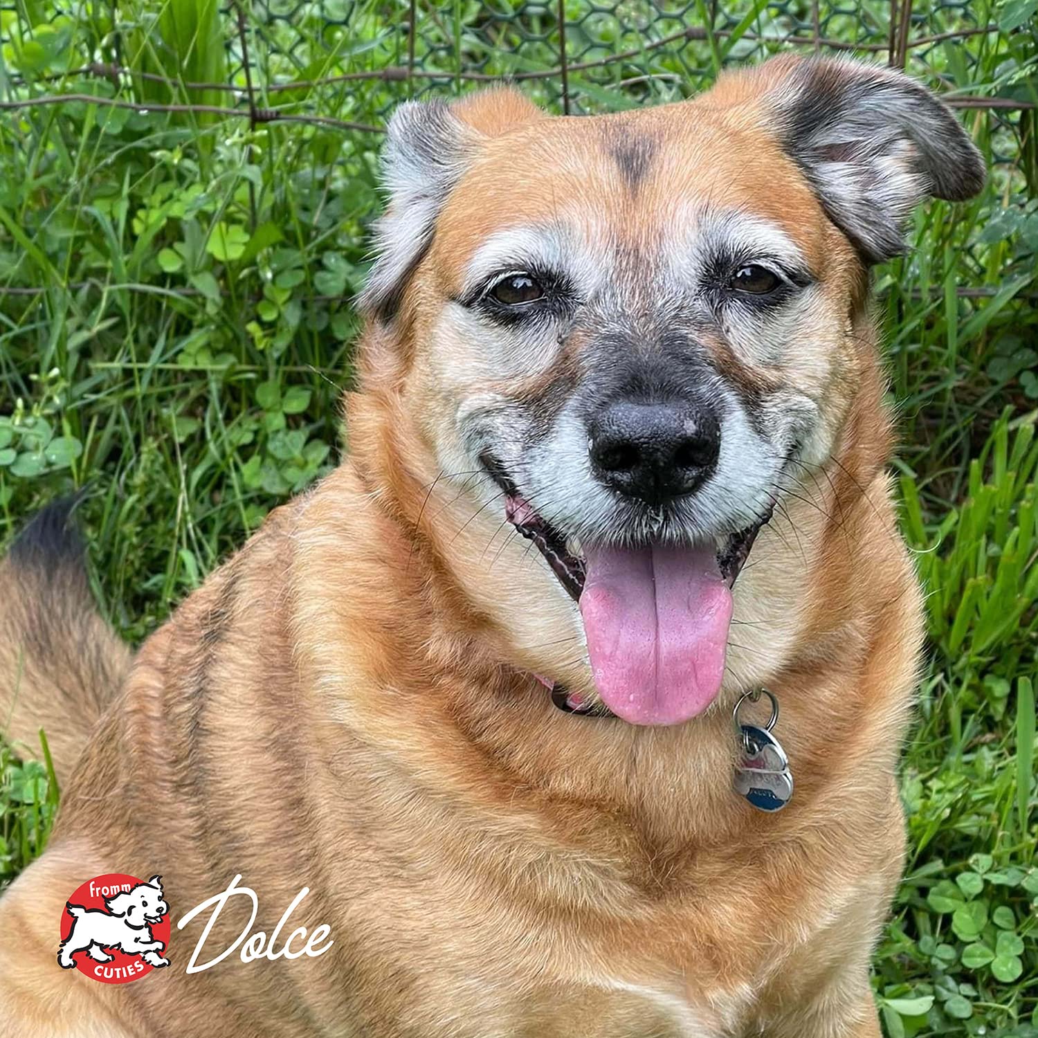 Fromm Reduced Activity Senior Gold Premium Dog Food - Senior Dry Dog Food for Medium & Small Breeds - Chicken Recipe - 15 lb