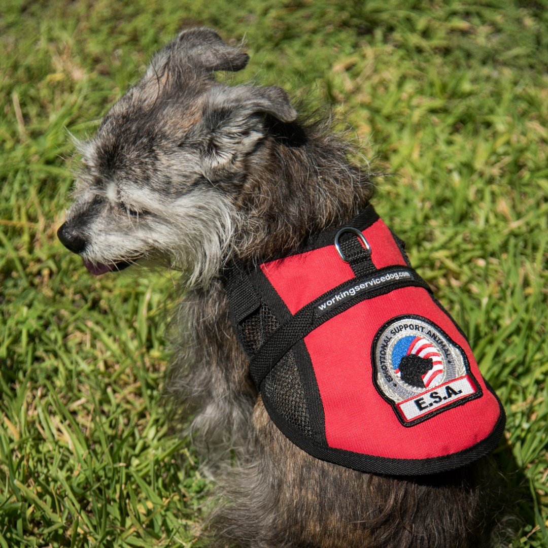 Premium Emotional Support Dog Vest | Esa Dog Vest | Mesh Cooling Panel | Emotional Support Dog Harness | Includes 5 Federal Law Esa Handout Cards (14' - 17' Girth, Red)