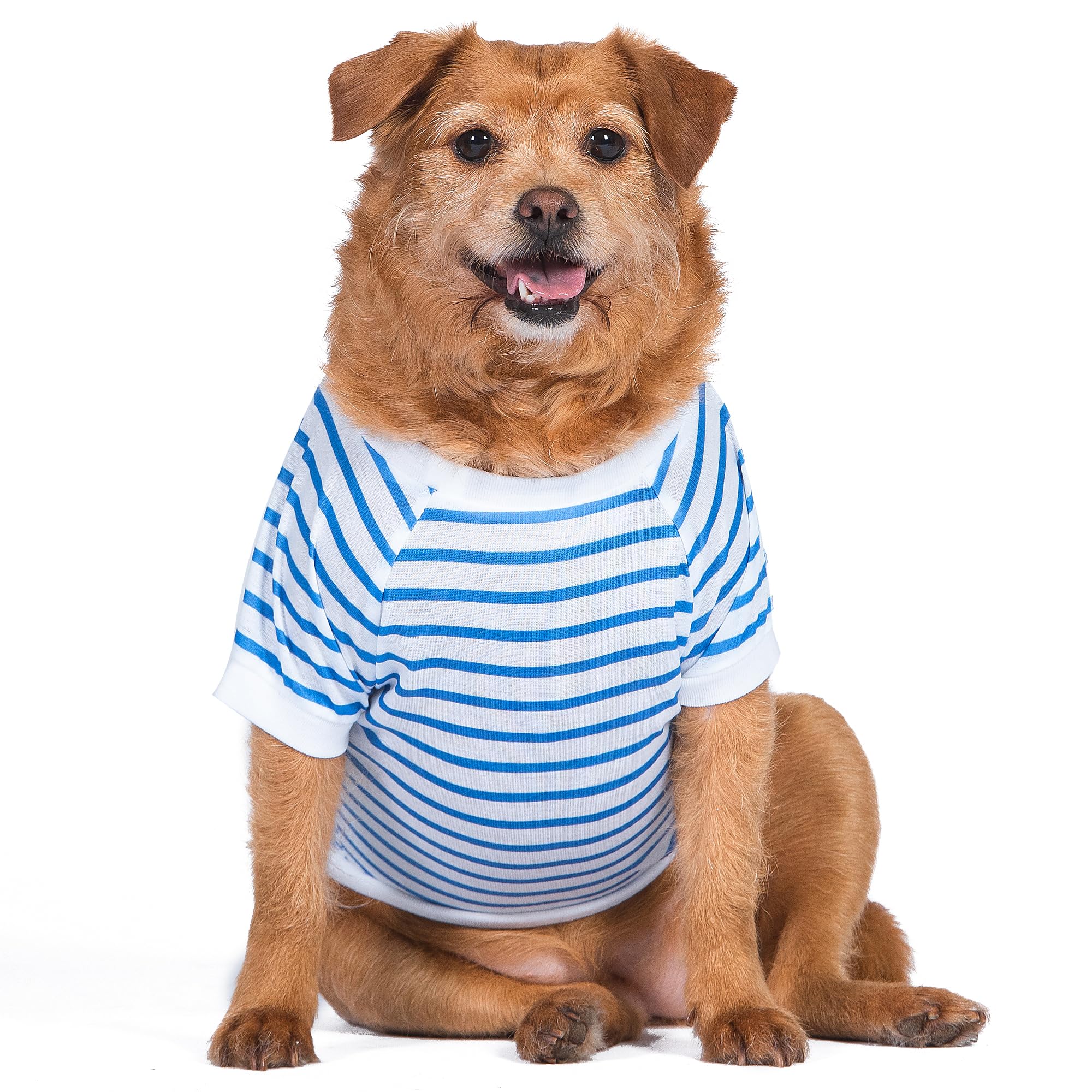 The Dodo Blue and White Striped T-Shirt for Dogs, Size Small; Everyday Apparel for Dogs, Cute Dog Tee, Cute Clothes