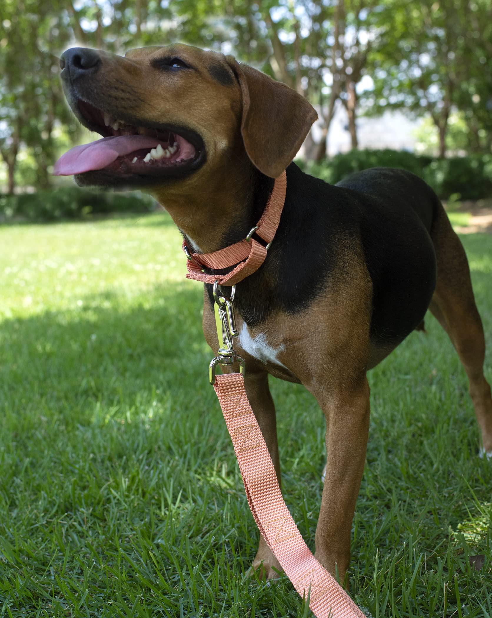 Country Brook Design - Mango Martingale Heavy Duty Nylon Dog Collar - 21 Vibrant Color Options (1 Inch Width, Large)