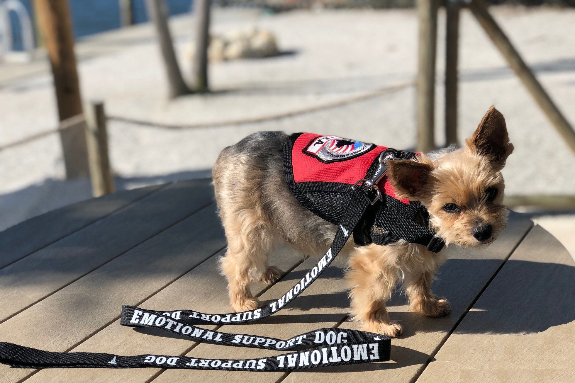 Workingservicedog.Com Emotional Support Dog Leash - Great Identification With Or Without An Emotional Support Animal Vest - Includes Five Esa Information Cards