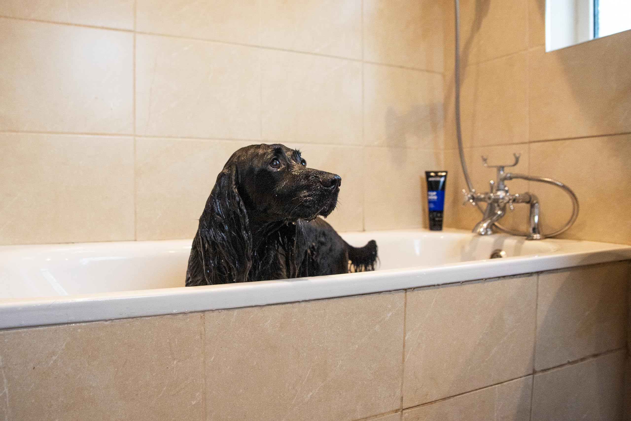 Animology Top Dog Conditioner 250Ml