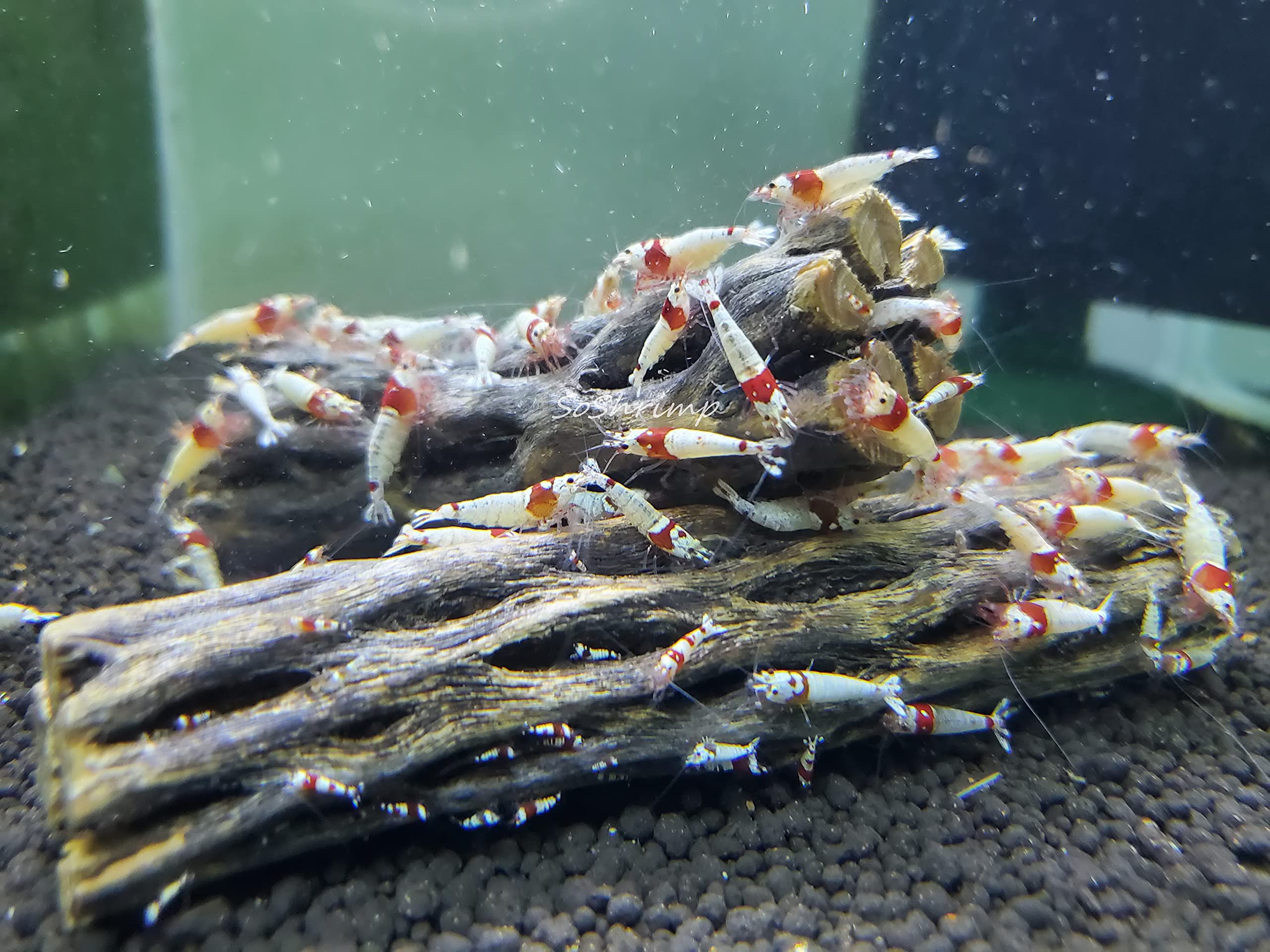 Natural Cholla Wood for Aquarium Decoration Shrimp and Fish Tank (10 Inch (2 Pack))