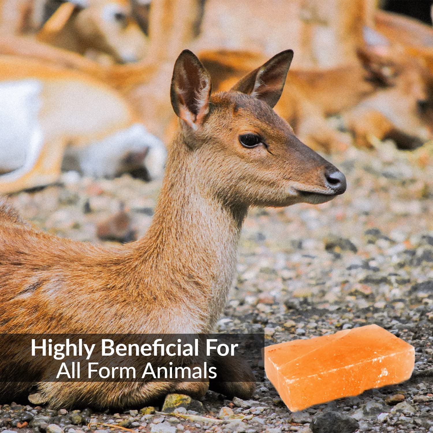 Himalayan Nature Licking Salt for Deer - 2 Pack