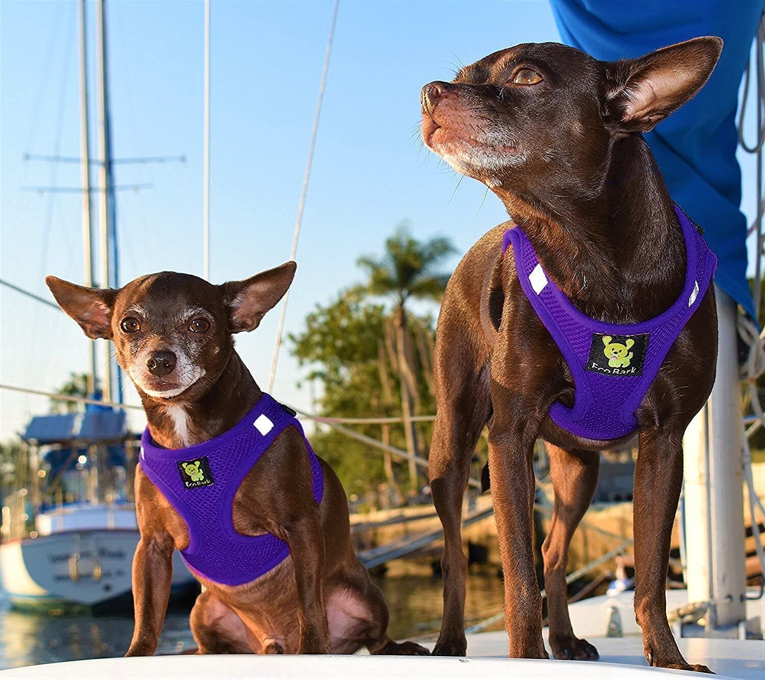 Ecobark Rapid Fastener Super Comfort Fully Adjustable Double Padded Step In Dog Harness (Xxs, Purple)