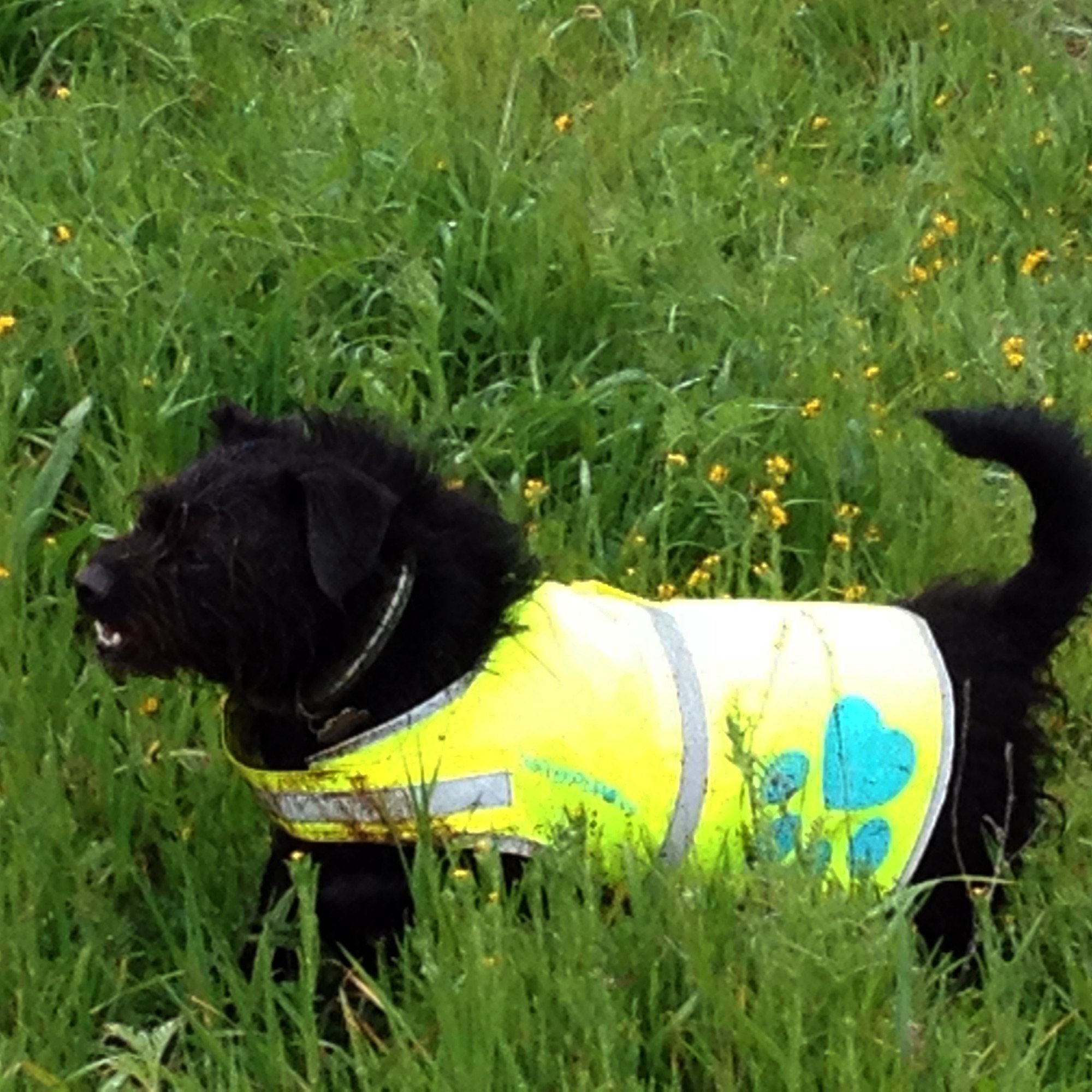 Dog Reflective Vest, Sizes To Fit Dogs 14 Lbs To 130 Lbs - Safetypup Xd Hi Vis, Safety Vest Keeps Dogs Visible On And Off Leash