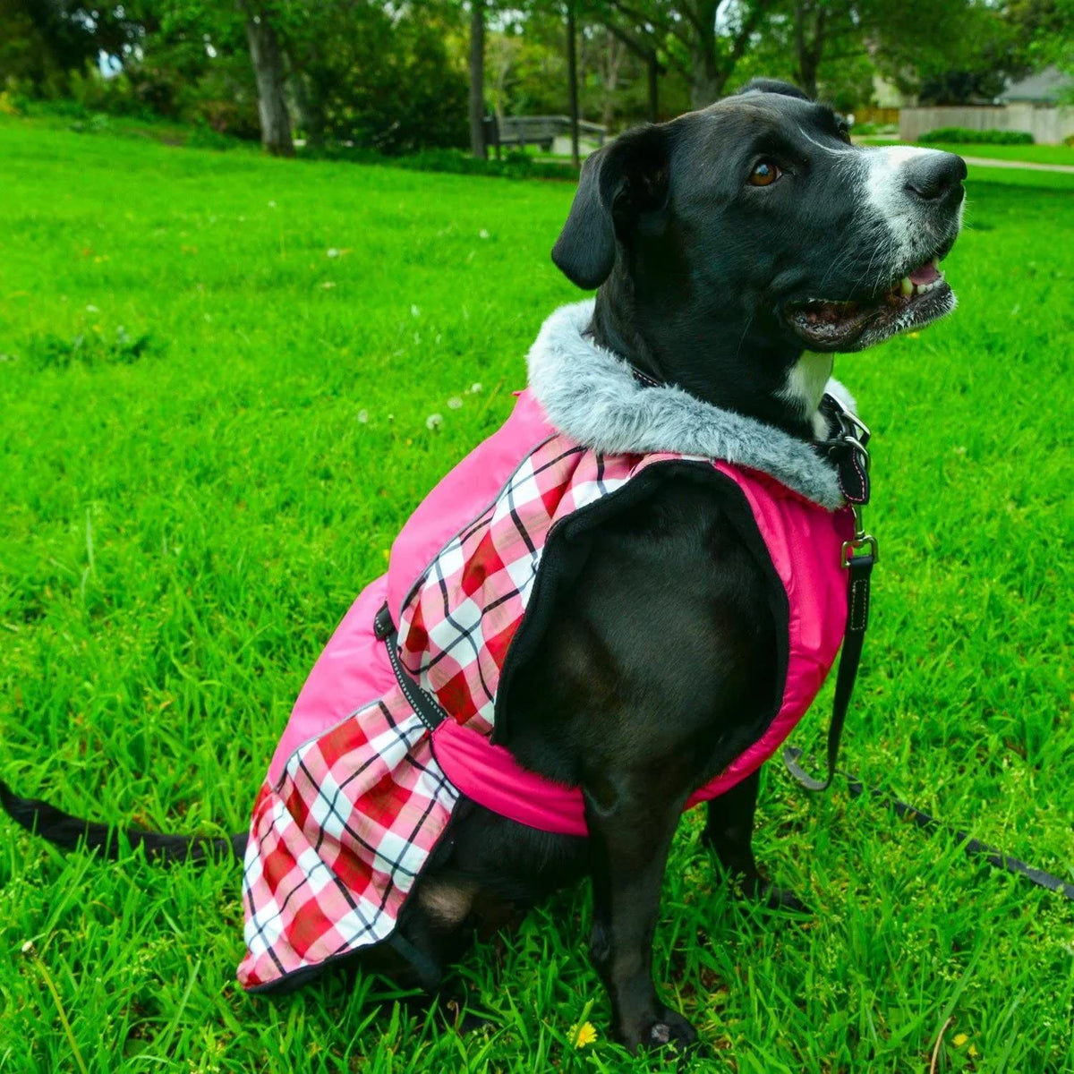 Alpine All Weather Dog Coat, Raspberry Plaid, Large