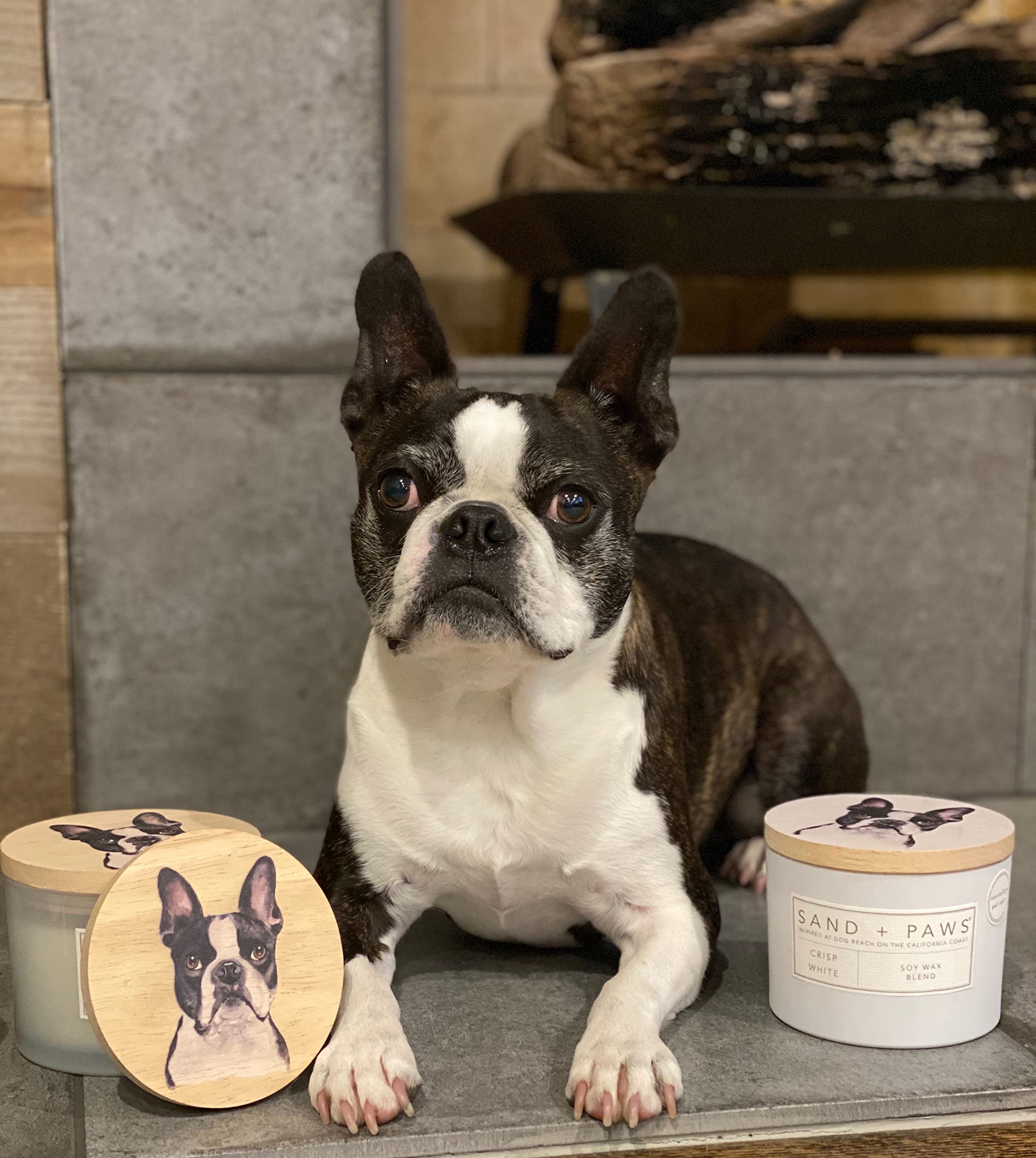 Sand + Paws Scented Candle - Amber & Fig - Additional Scents And Sizes -Luxurious Air Freshening Jar Candles Neutralize Pet Odors And Enhance Home Décor - 100% Cotton Lead-Free Wicks - 12 Oz