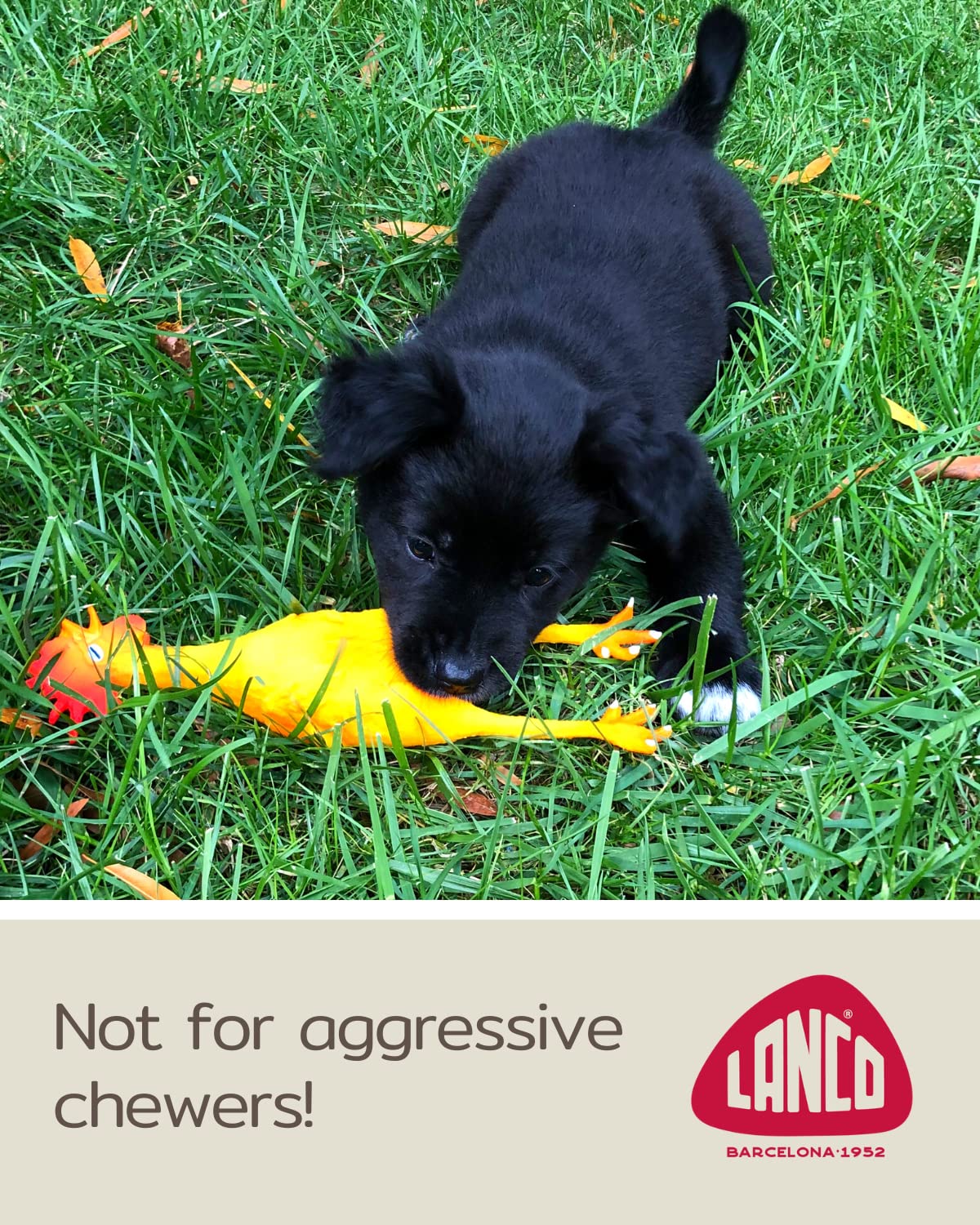 Rubber Chicken Dog Toys - Natural Rubber (Latex) - Small Breeds Puppies Lead-Free Chemical-Free - Complies With Same Safety Standards As Baby Toys - Soft Unstuffed Squeaky (Small)