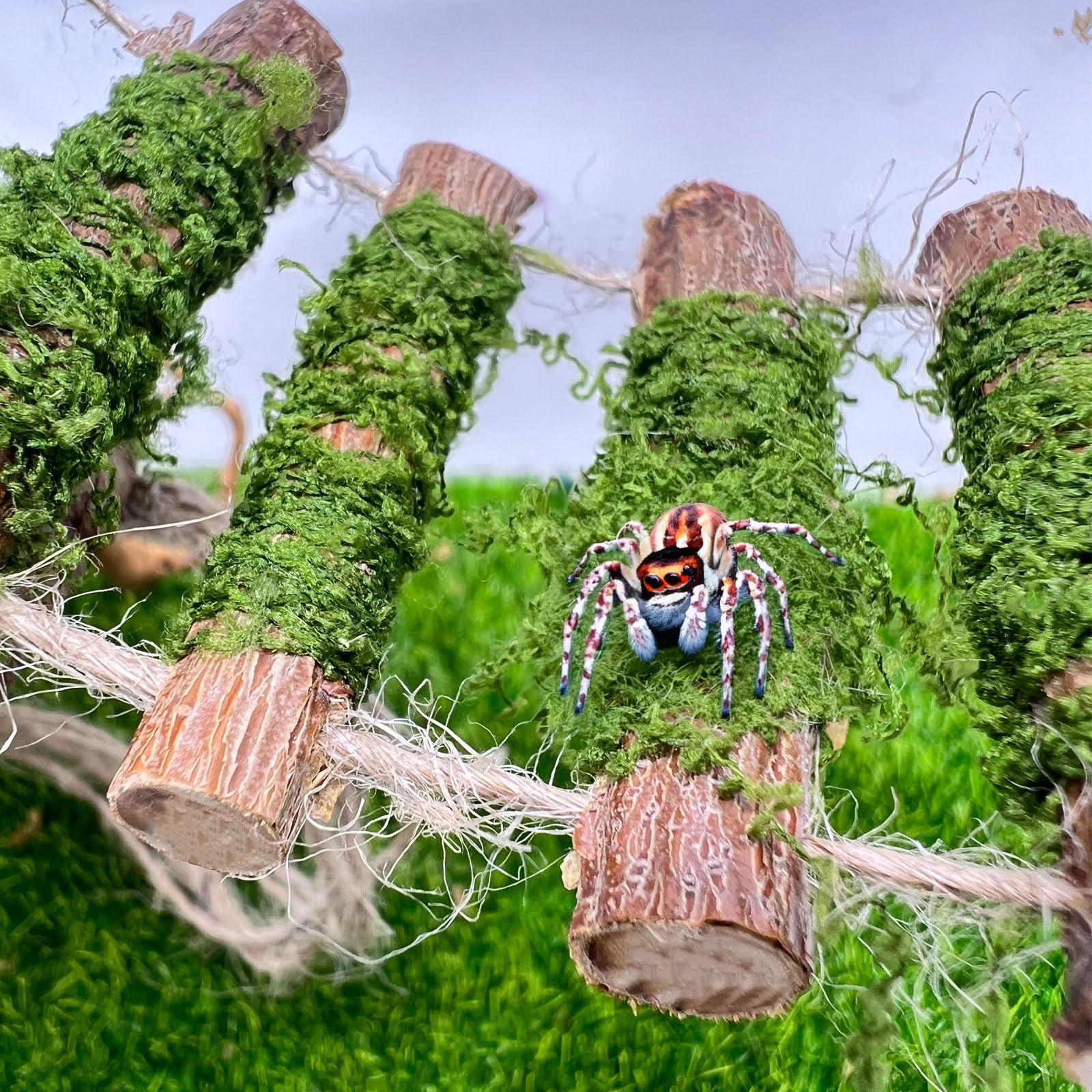 Jumping Spider Rope Bridge,A Solid Wood Climbing Suspension Bridge, A Jumping Spider Enclosure Accessory, Handmade, A Spider Jum