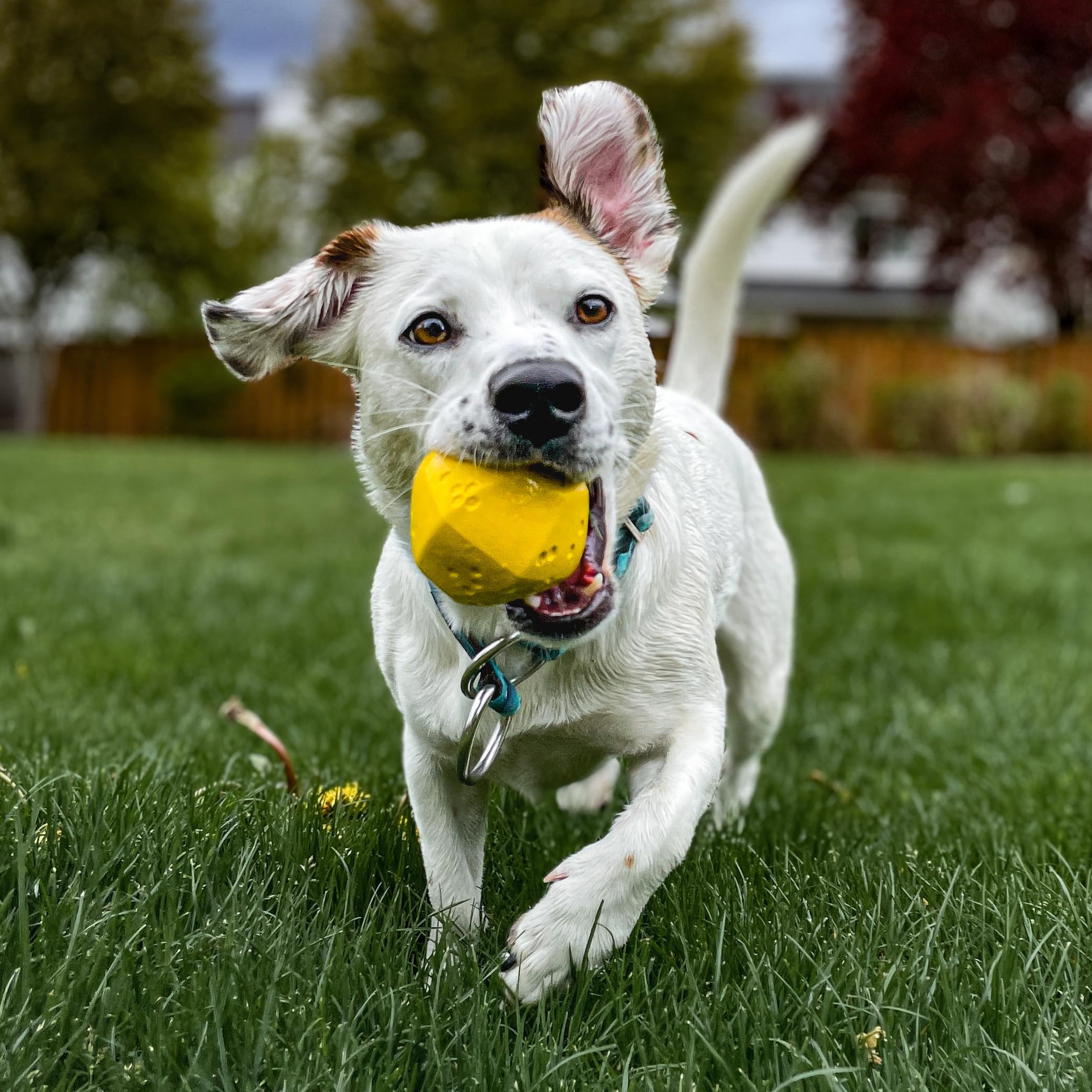 Project Hive Pet Company - Hive Ball - Dog Balls - Toy For Large And Medium Breeds - Great For Fetch - Floats In Water - Durable