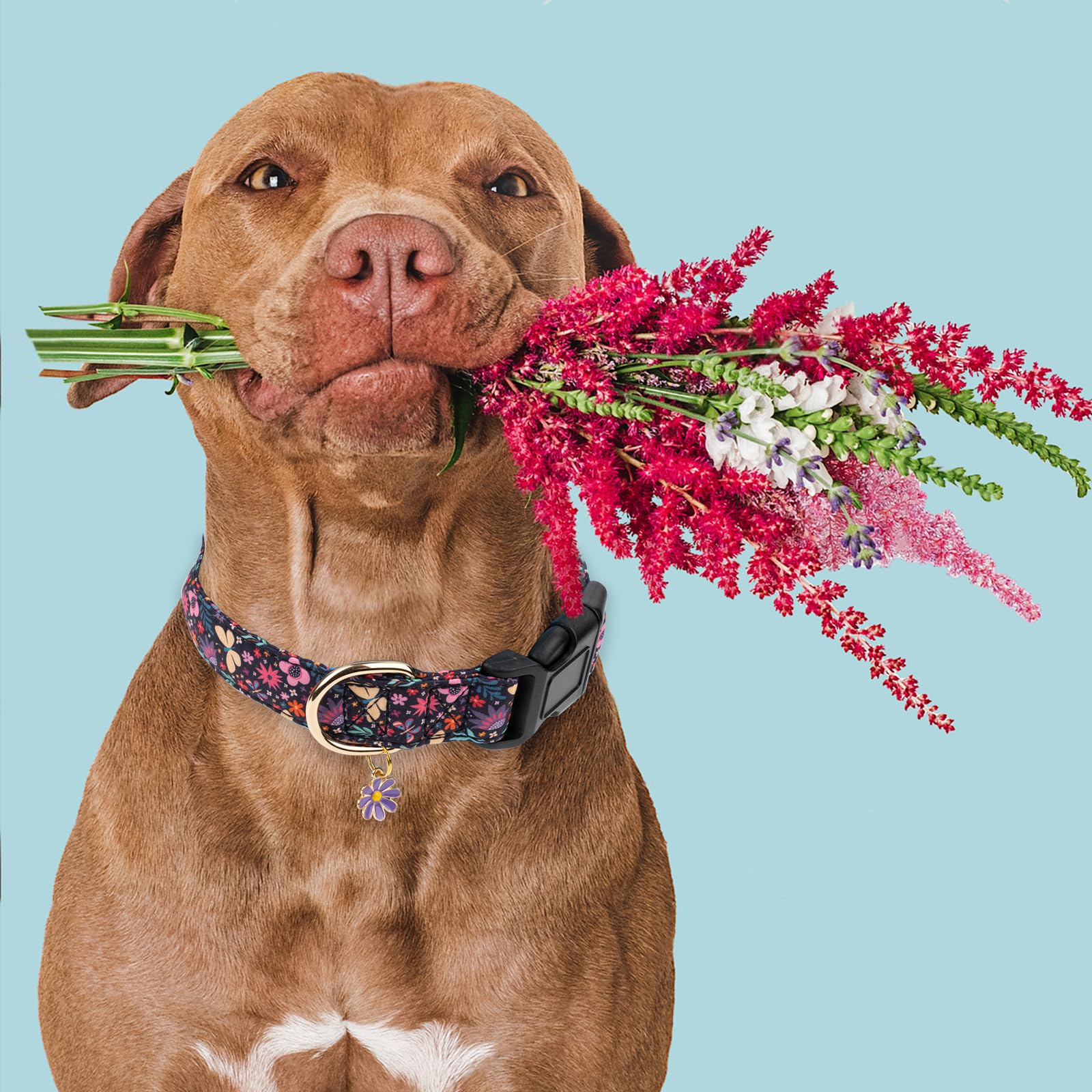 Faygarsle Cotton Designer Dogs Collar Cute Flower Dog Collars For Girl Female Small Medium Large Dogs With Purple Flower Charms